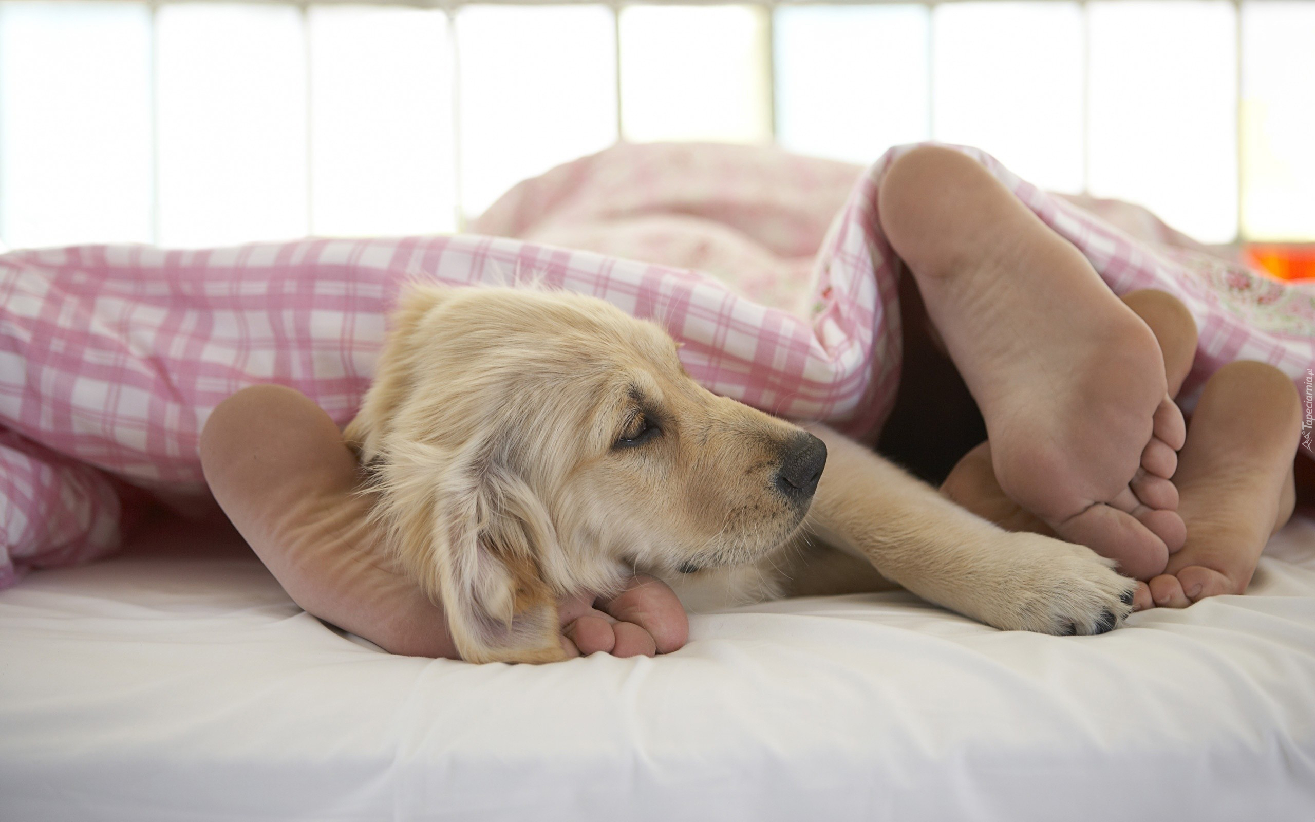 Pies, Golden retriever, Szczeniak, Stopy, Pościel