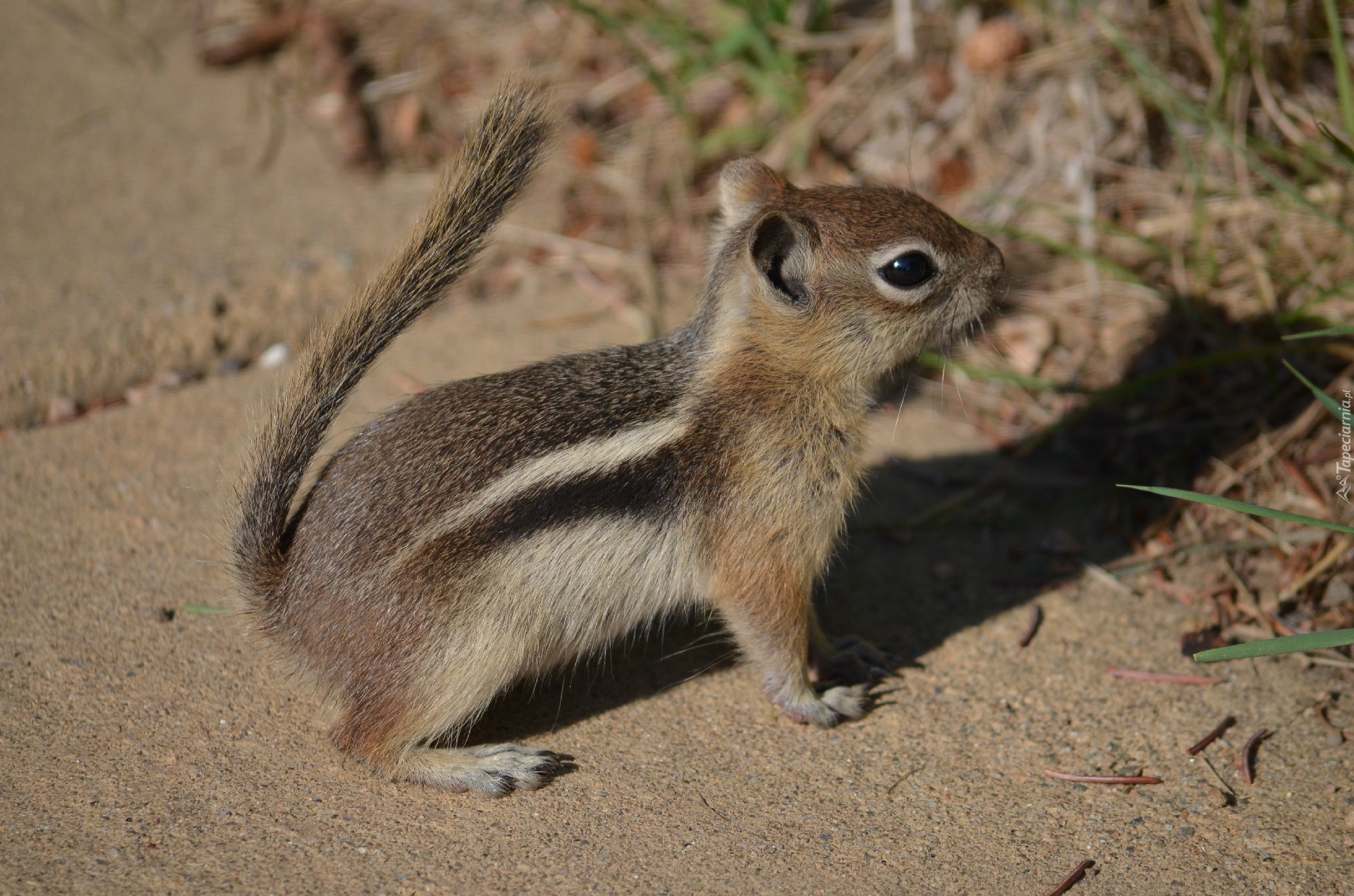 Chipmunk, Trawka
