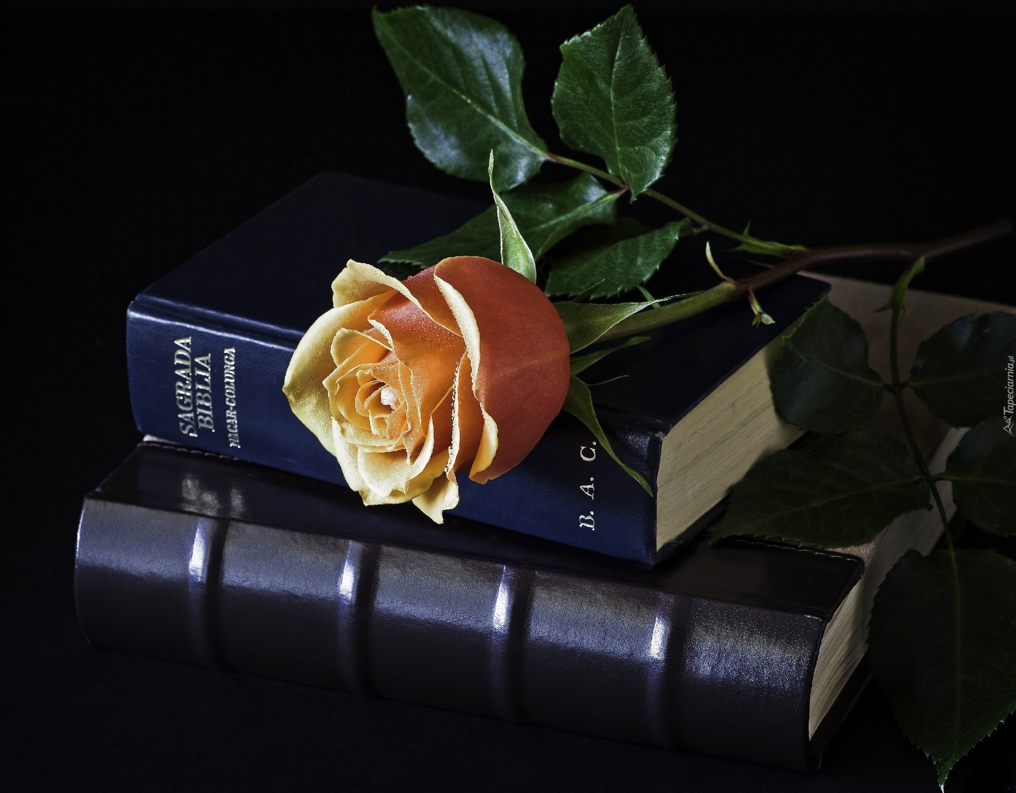 Róża, Listki, Biblia