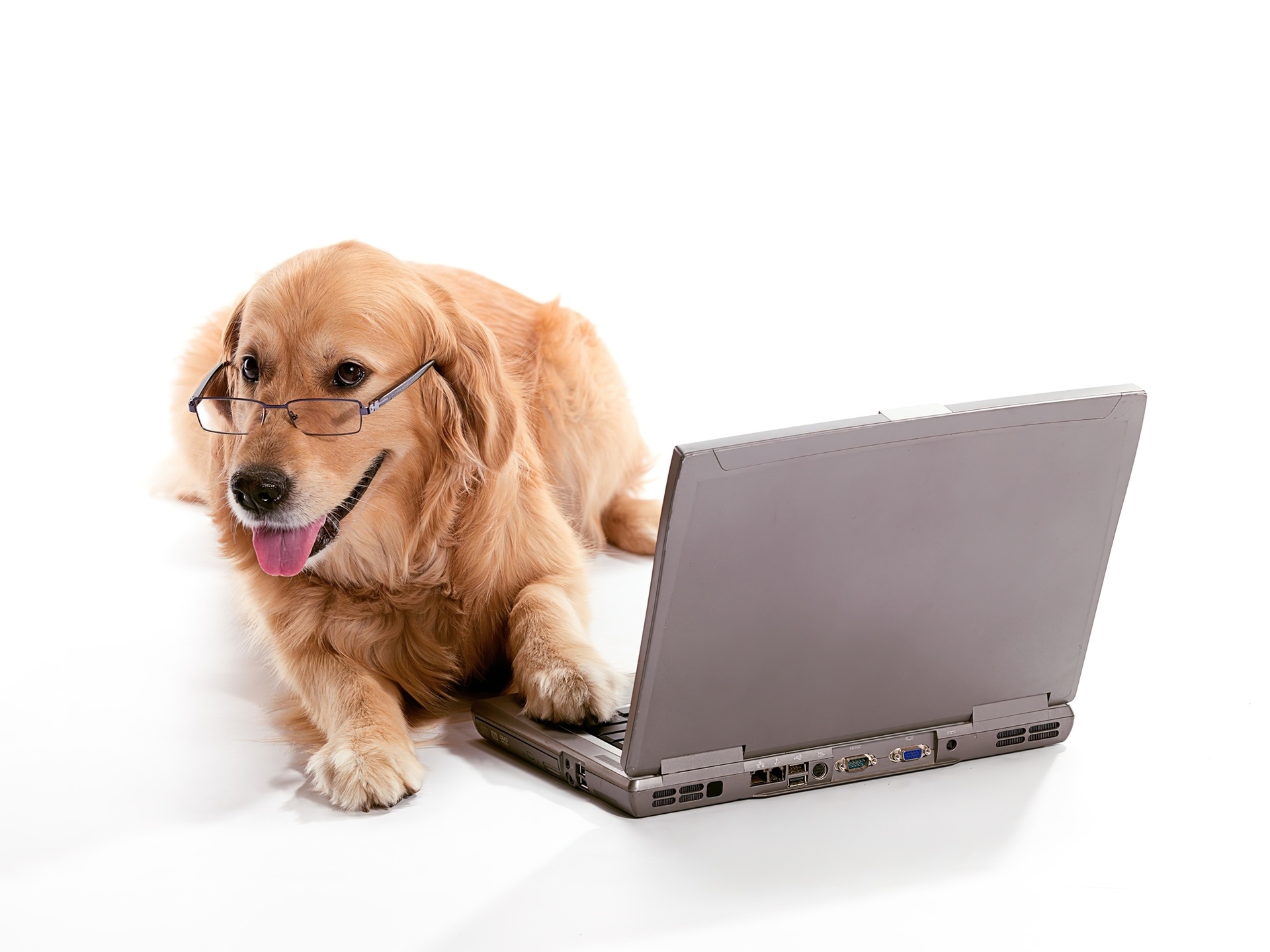 Pies, Golden retriever, Laptop