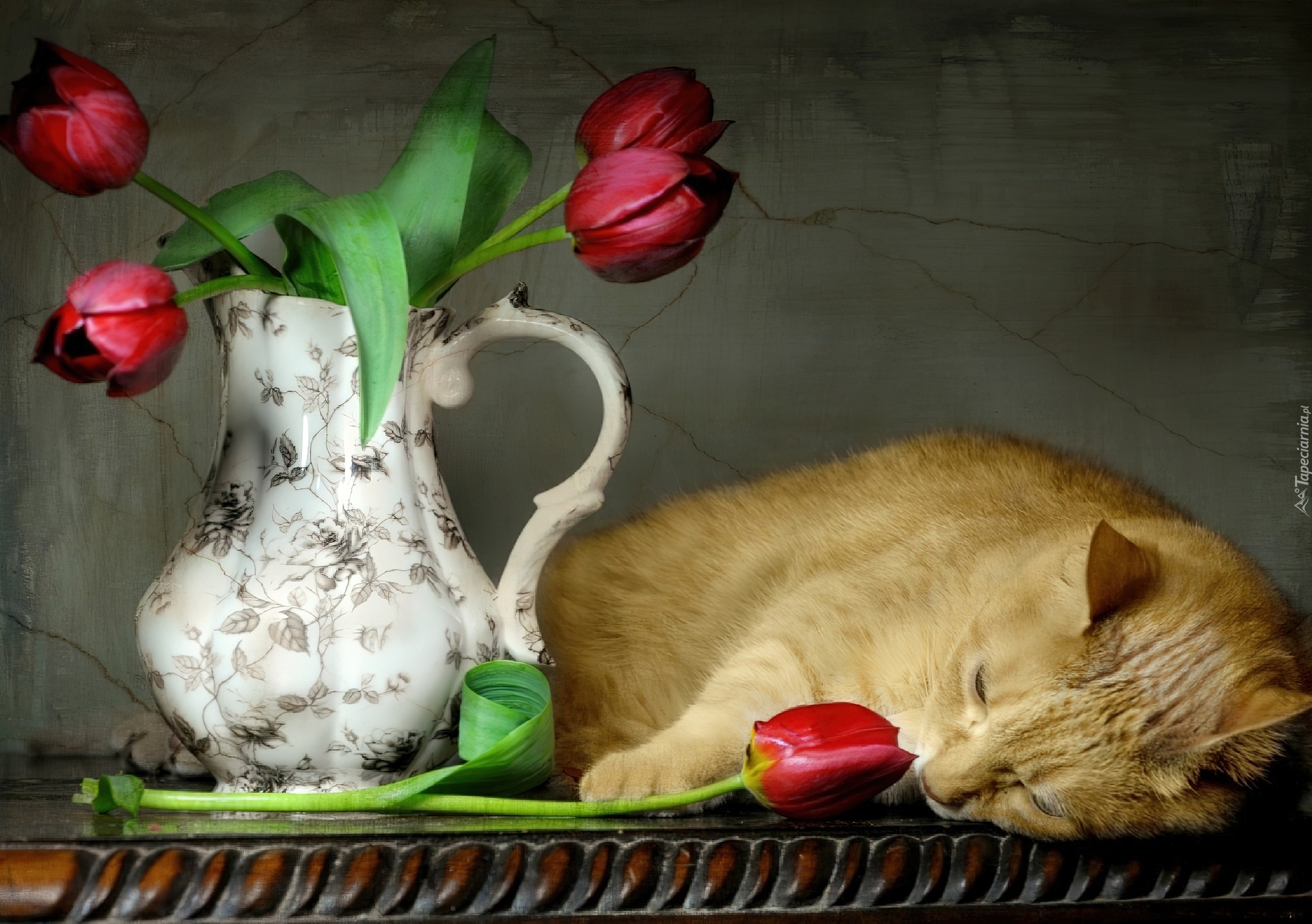 Kot, Dzban, Tulipany