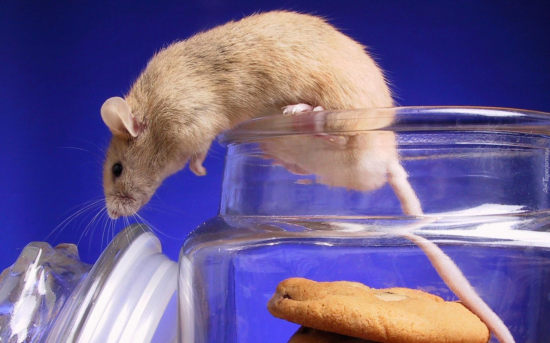 Мышь в воде. Мышь. Мышка животное. Хомяк и мышь. Мышонок в банке.