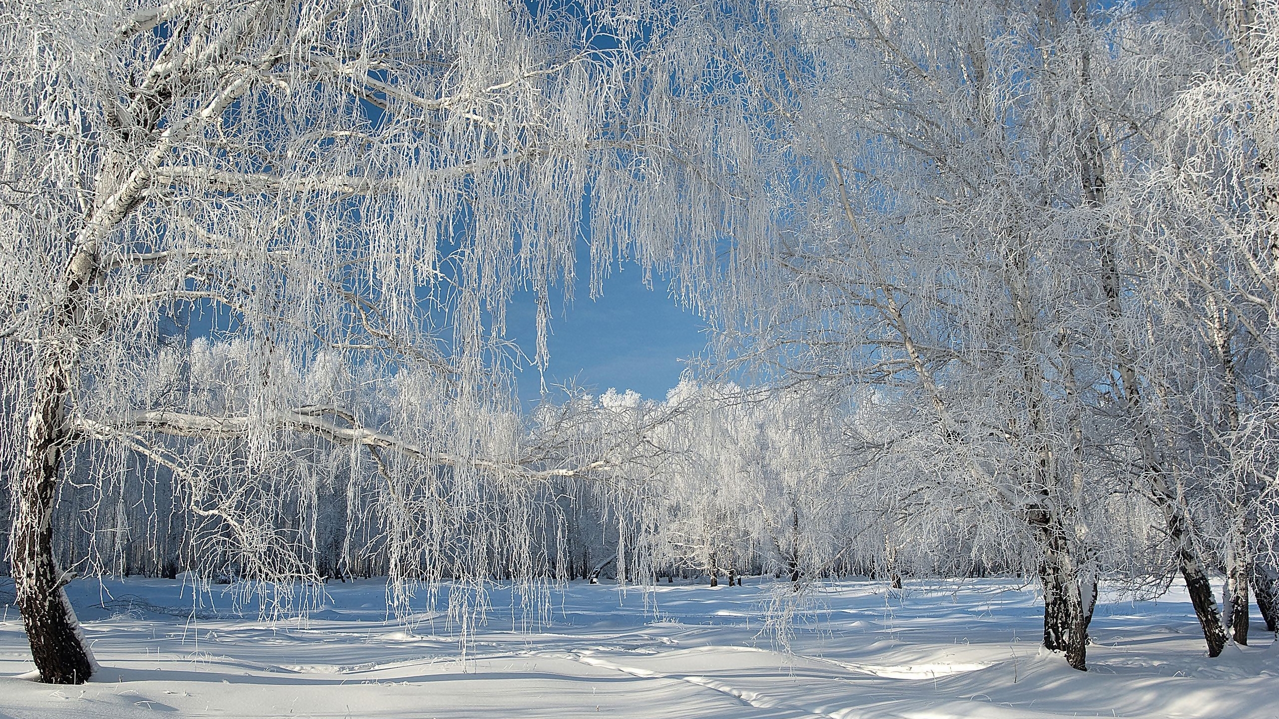 Pięknie, Oszronione, Drzewa, Śnieg