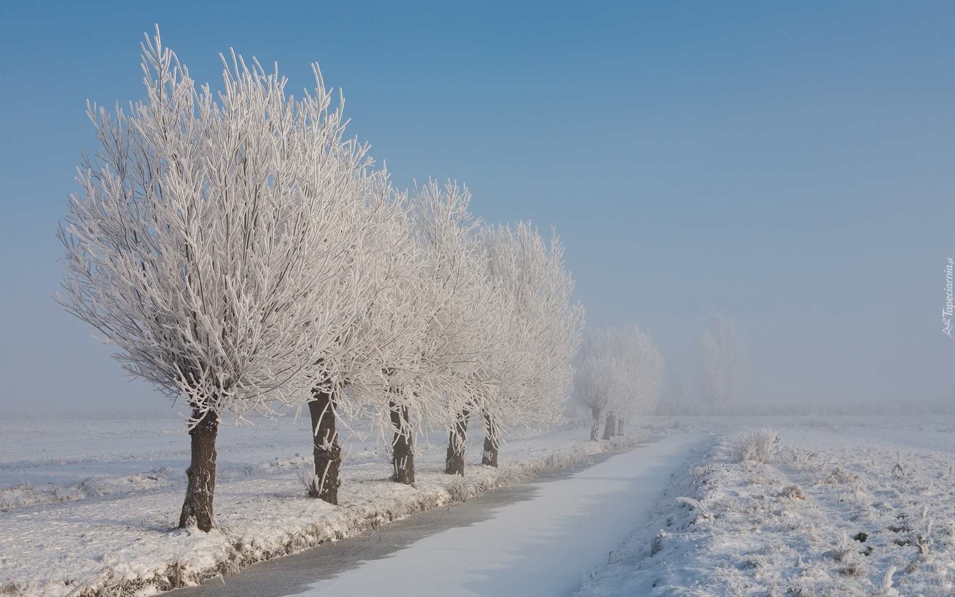 Zamarznięta, Rzeka, Oszronione, Drzewa, Pole