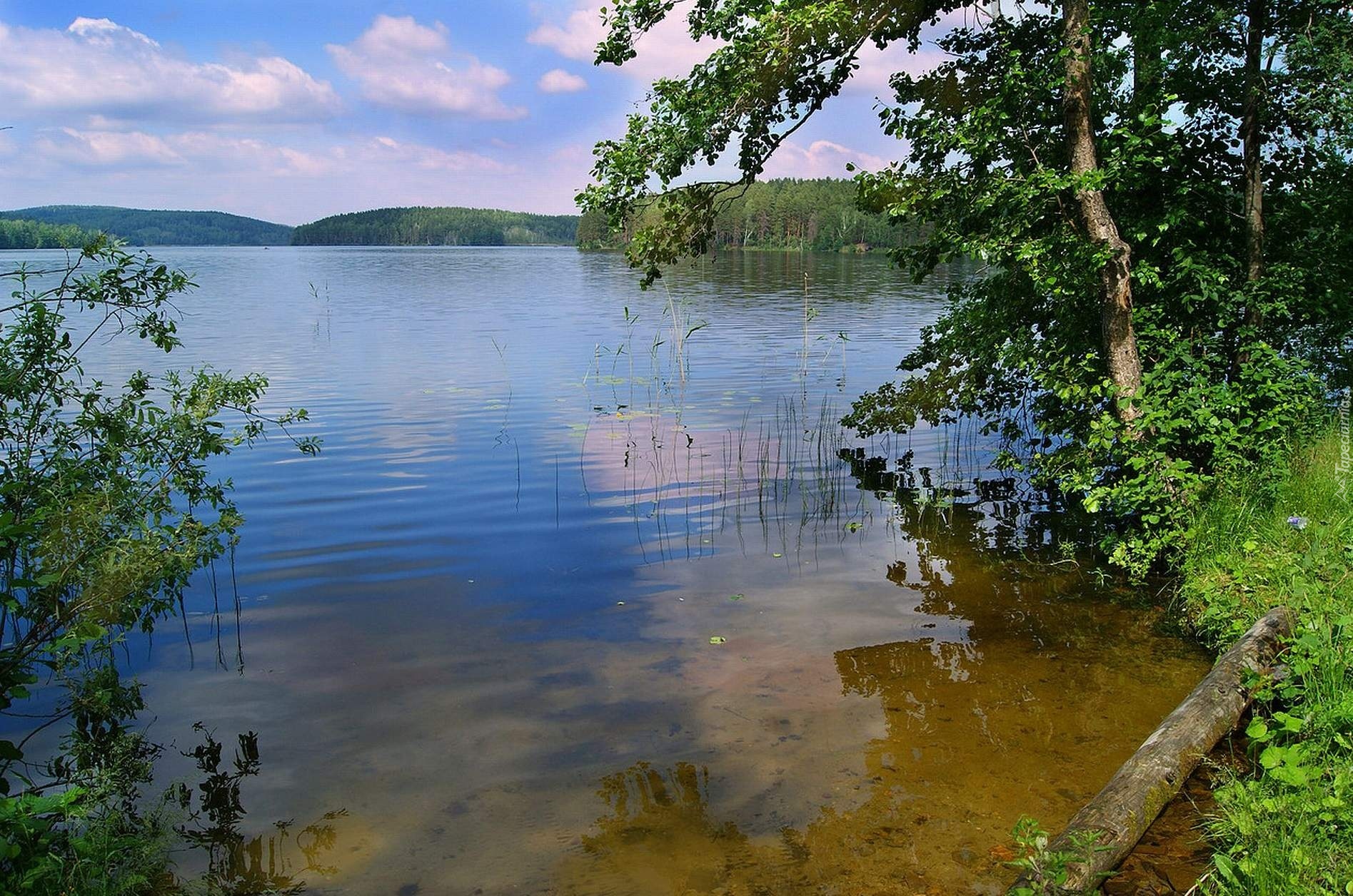 Woda, Drzewa, Zarośla