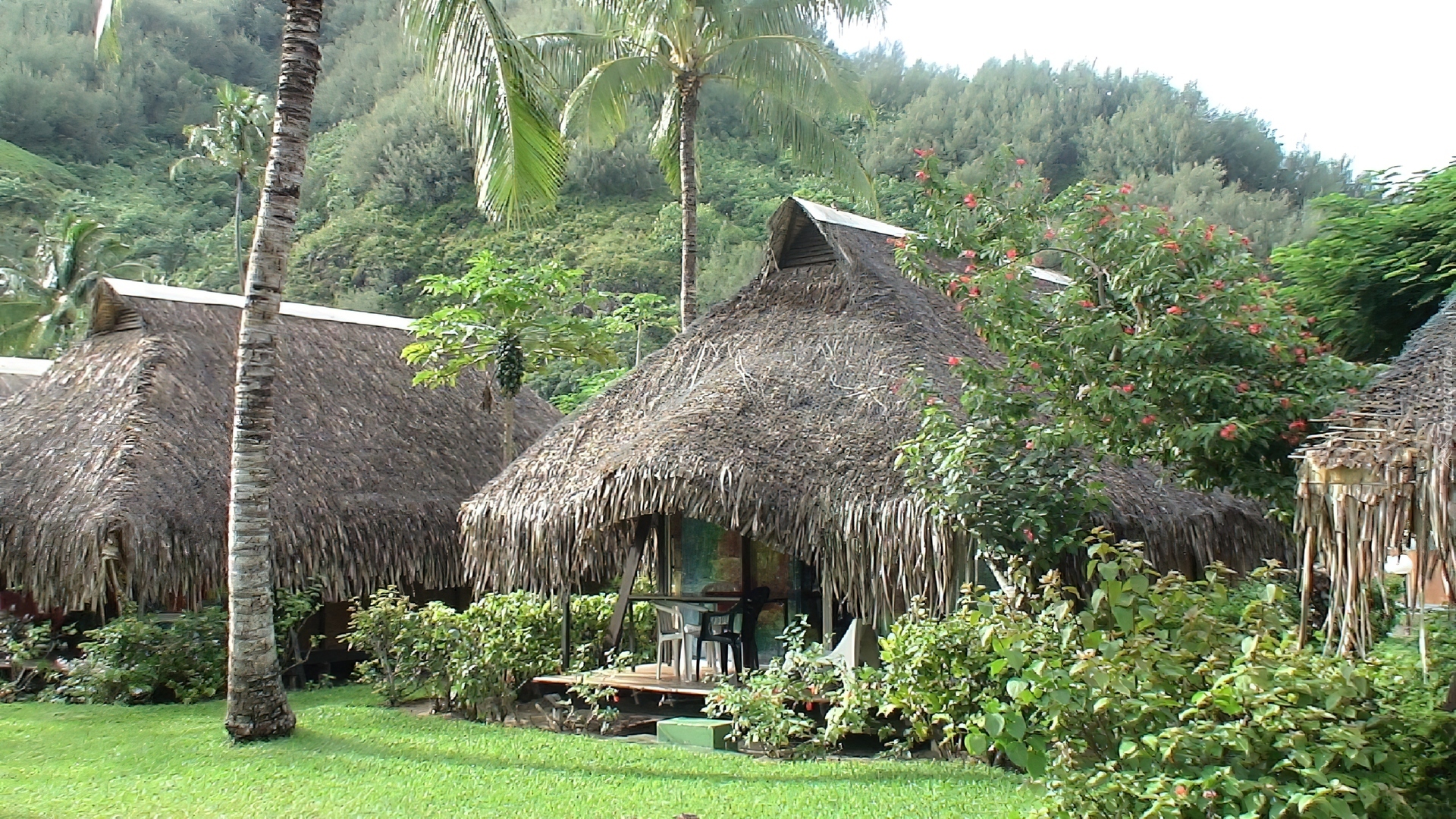 Moorea, Hibiscus, Palmy, Zieleń