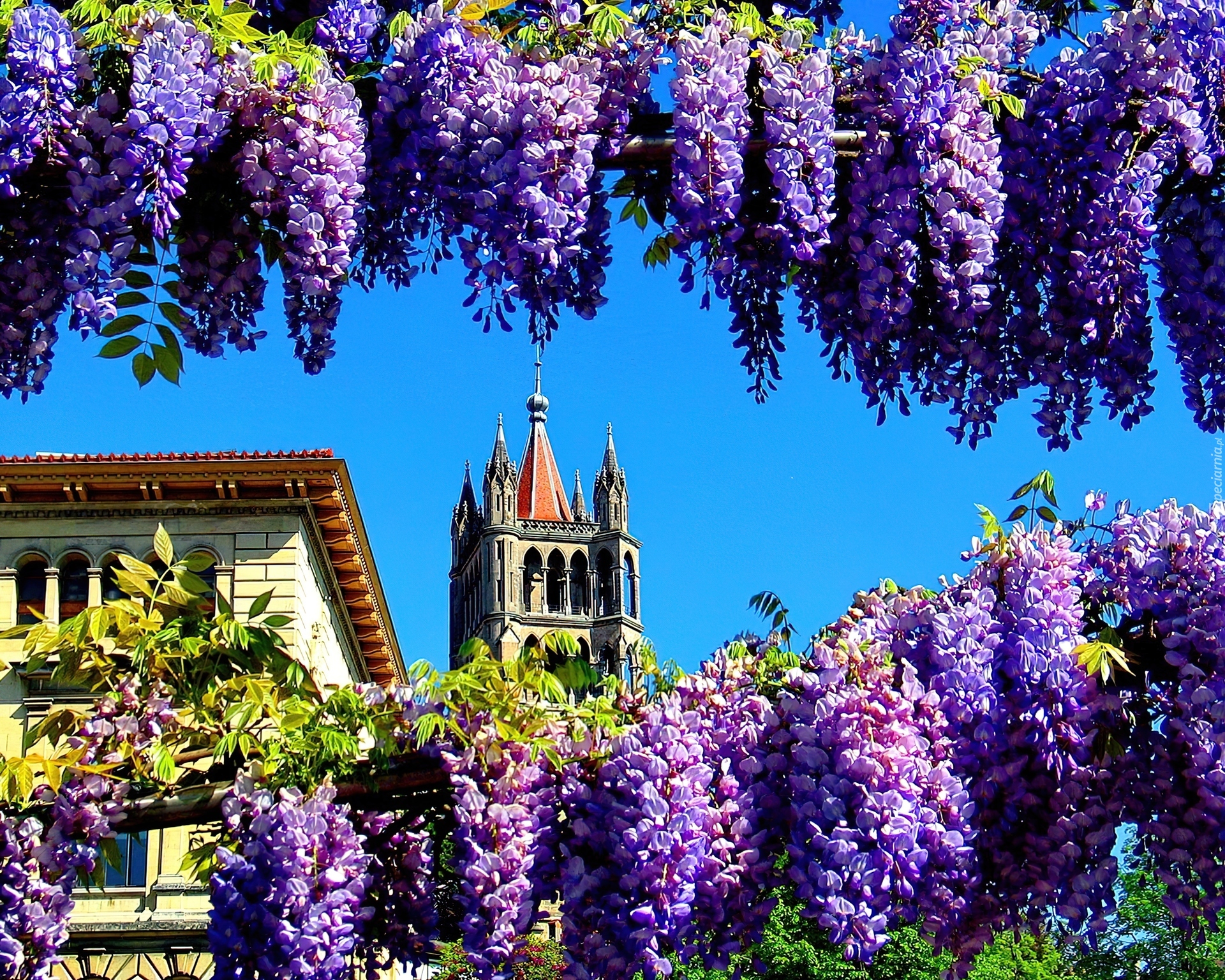 Kwiaty, Wisterii, Wieża