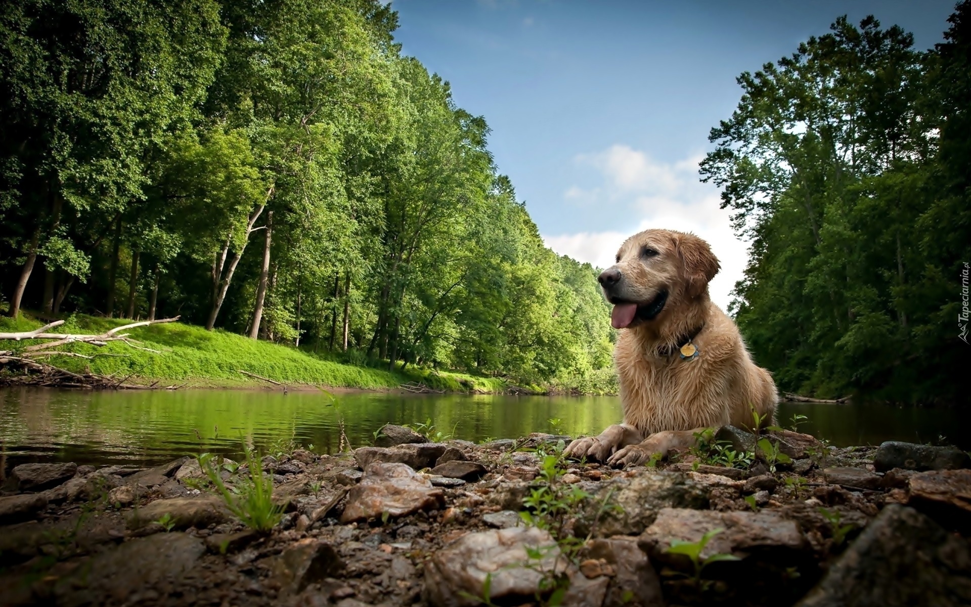 Pies, Golden Retriever, Rzeka, Las