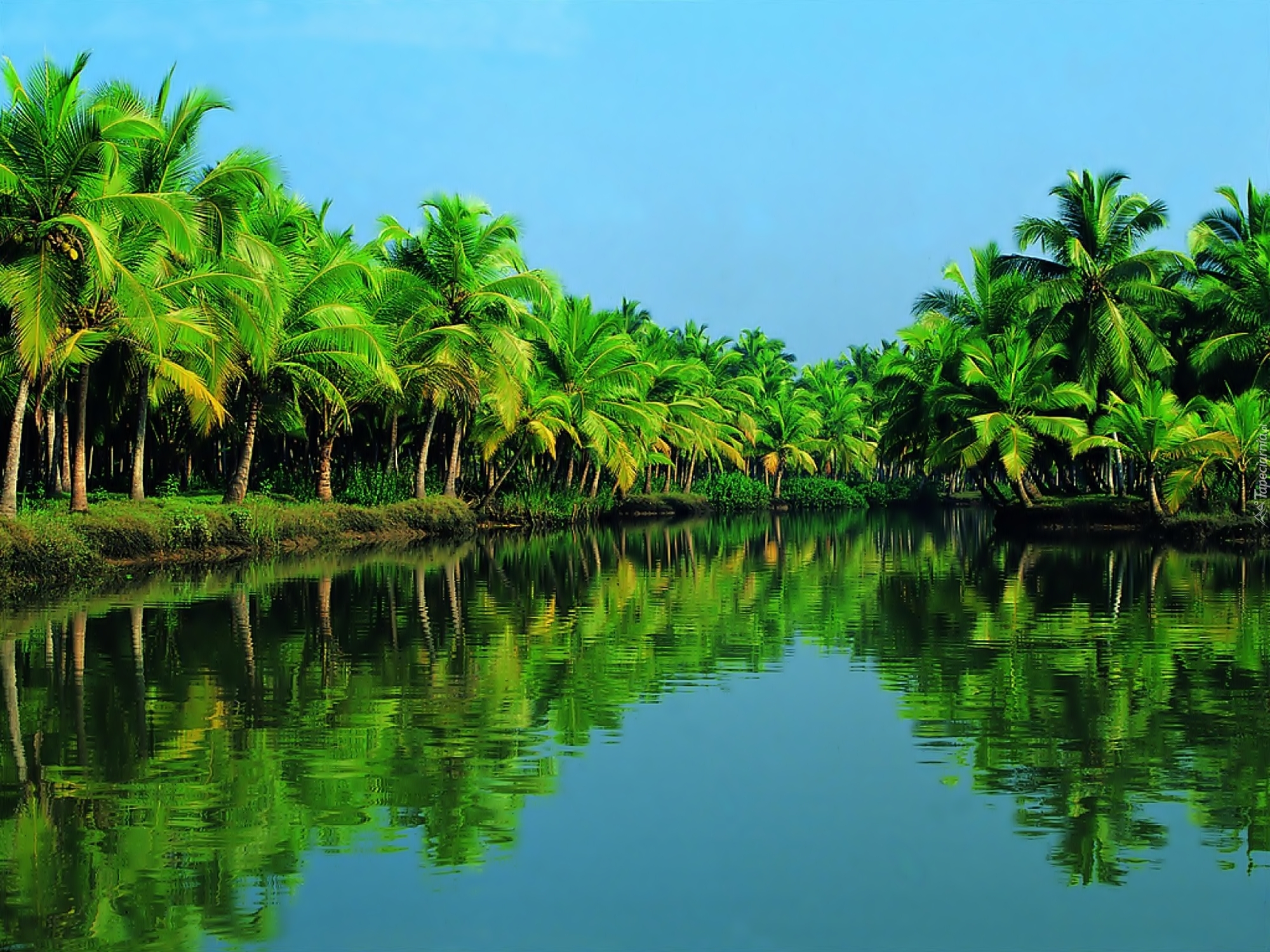 Kerala, Indie, Rzeka, Periyar, Las, Palmowy

