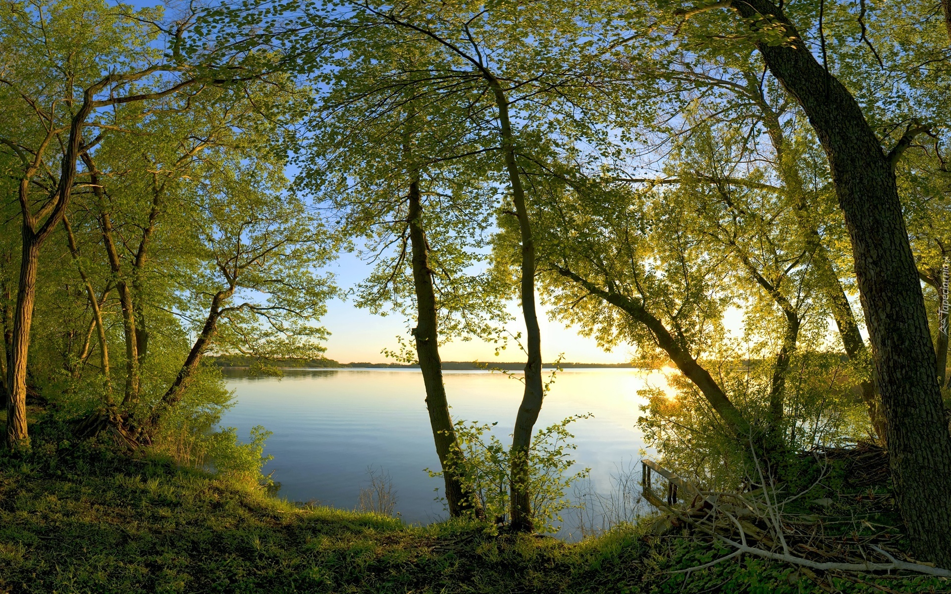 Drzewa, Gałęzie, Jezioro