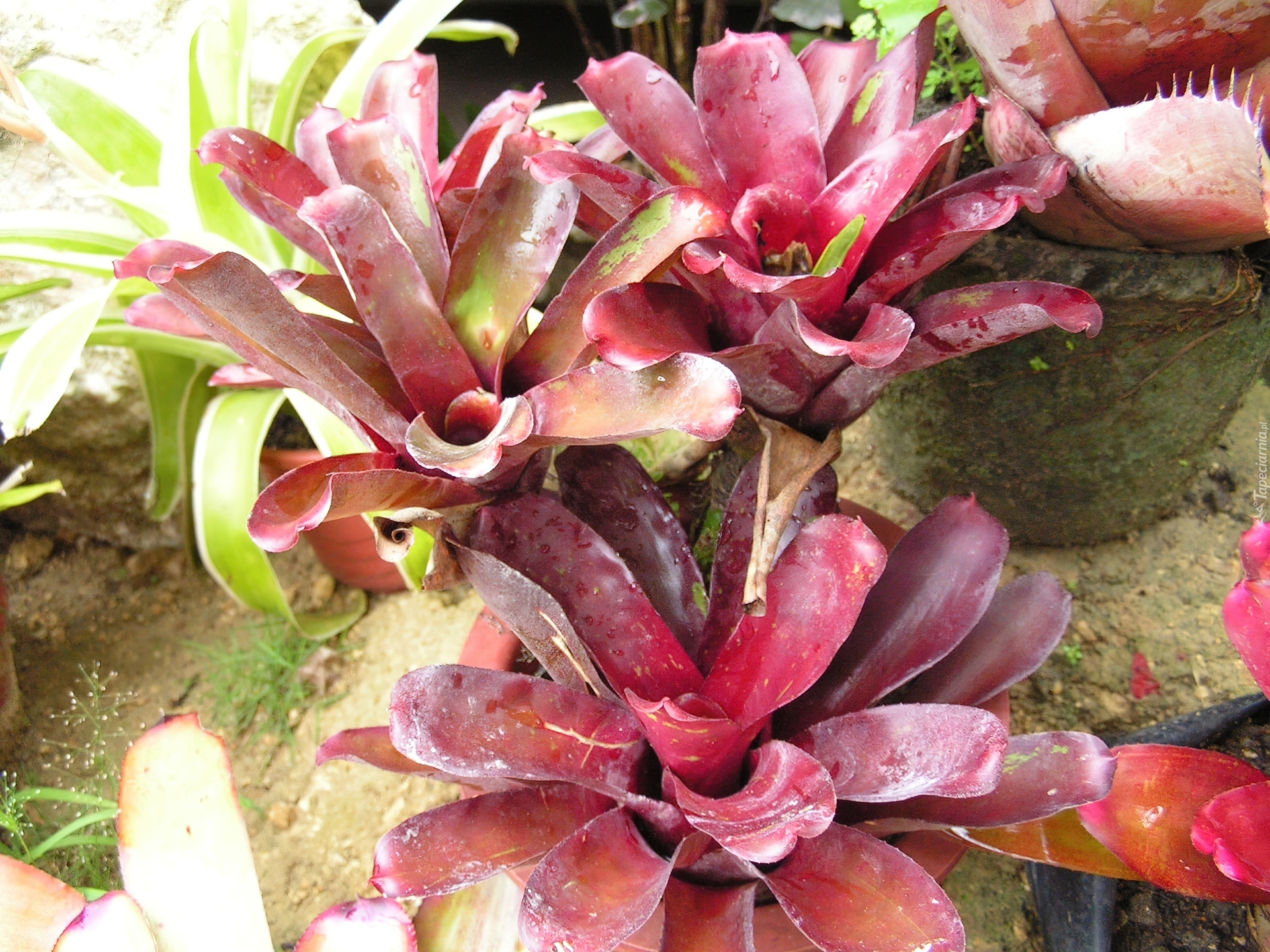 Bromeliad
