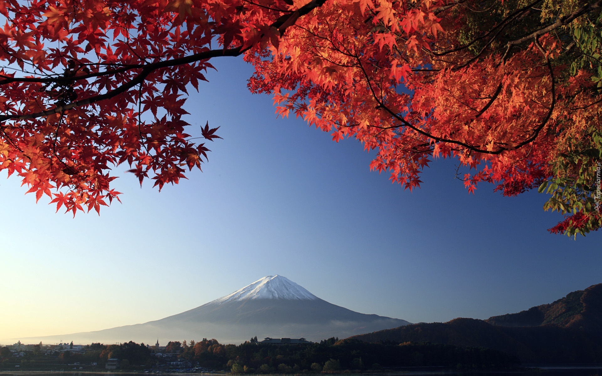 Japonia, Góra, Mount, Fuji, Czerwone, Liście