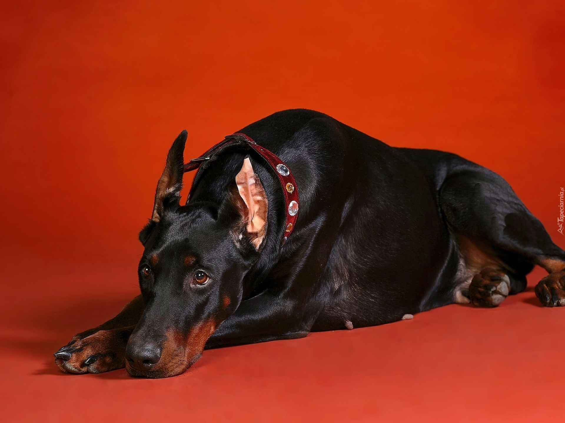 Doberman, Czerwone, Tło