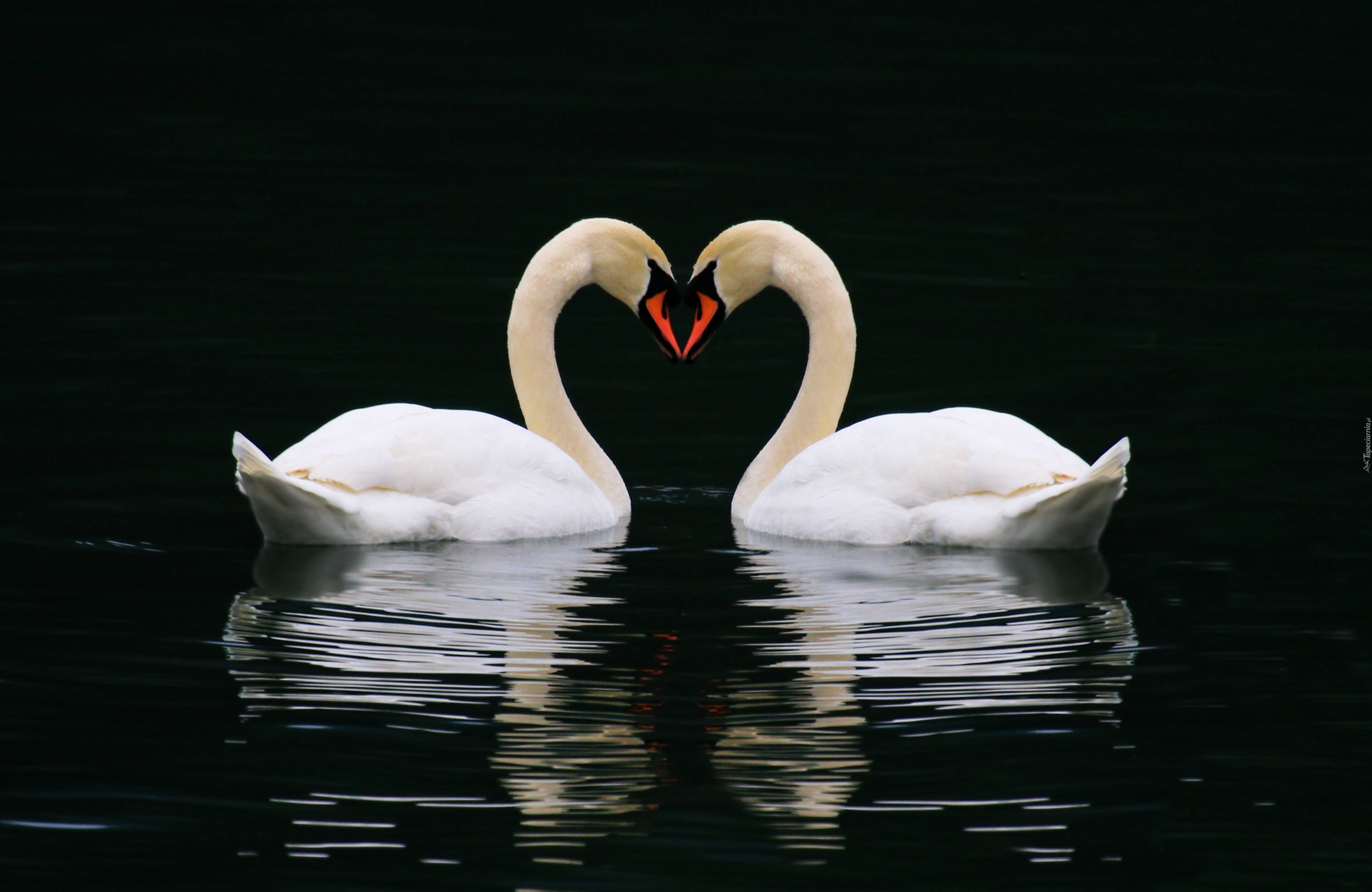 Верность вода. Лебедь. Пара лебедей. Красивые лебеди. Любовь и лебеди.