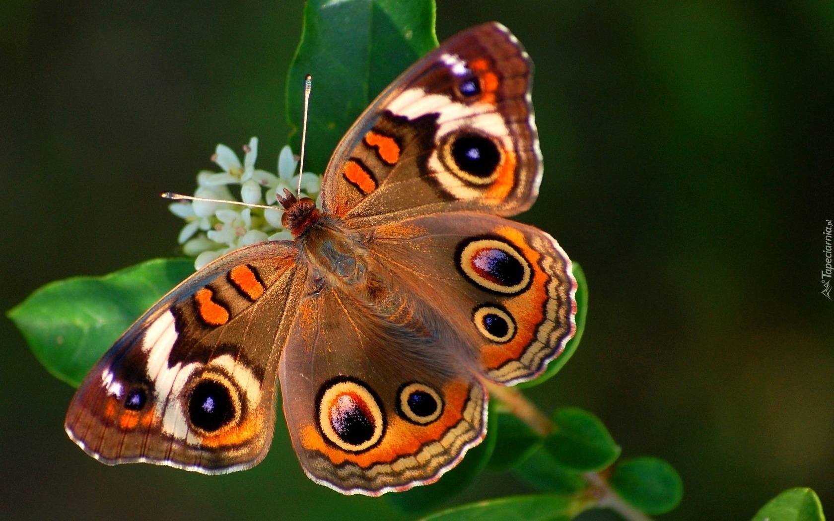 Motyl, Białe, Drobne, Kwiatki