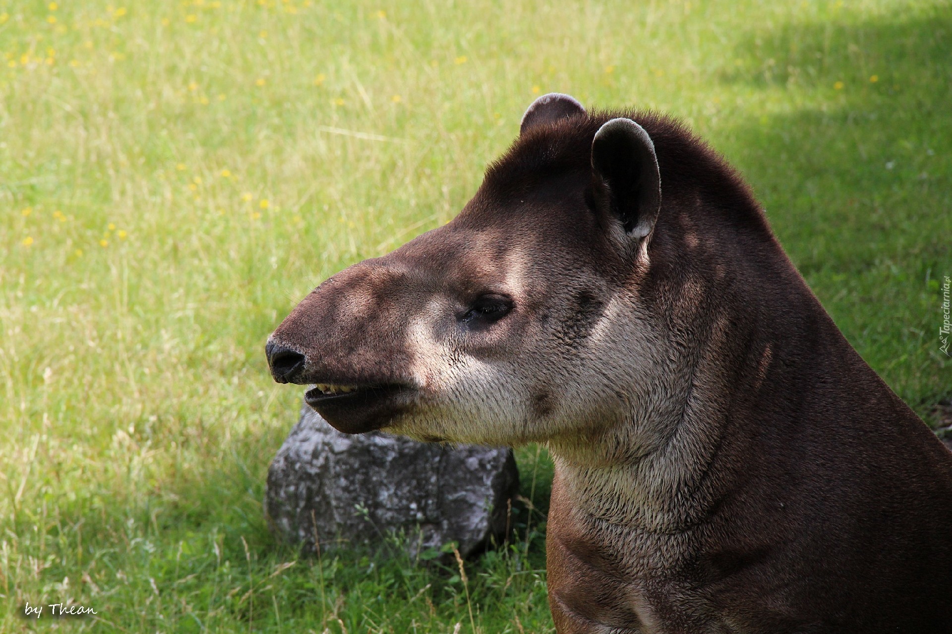 Tapir