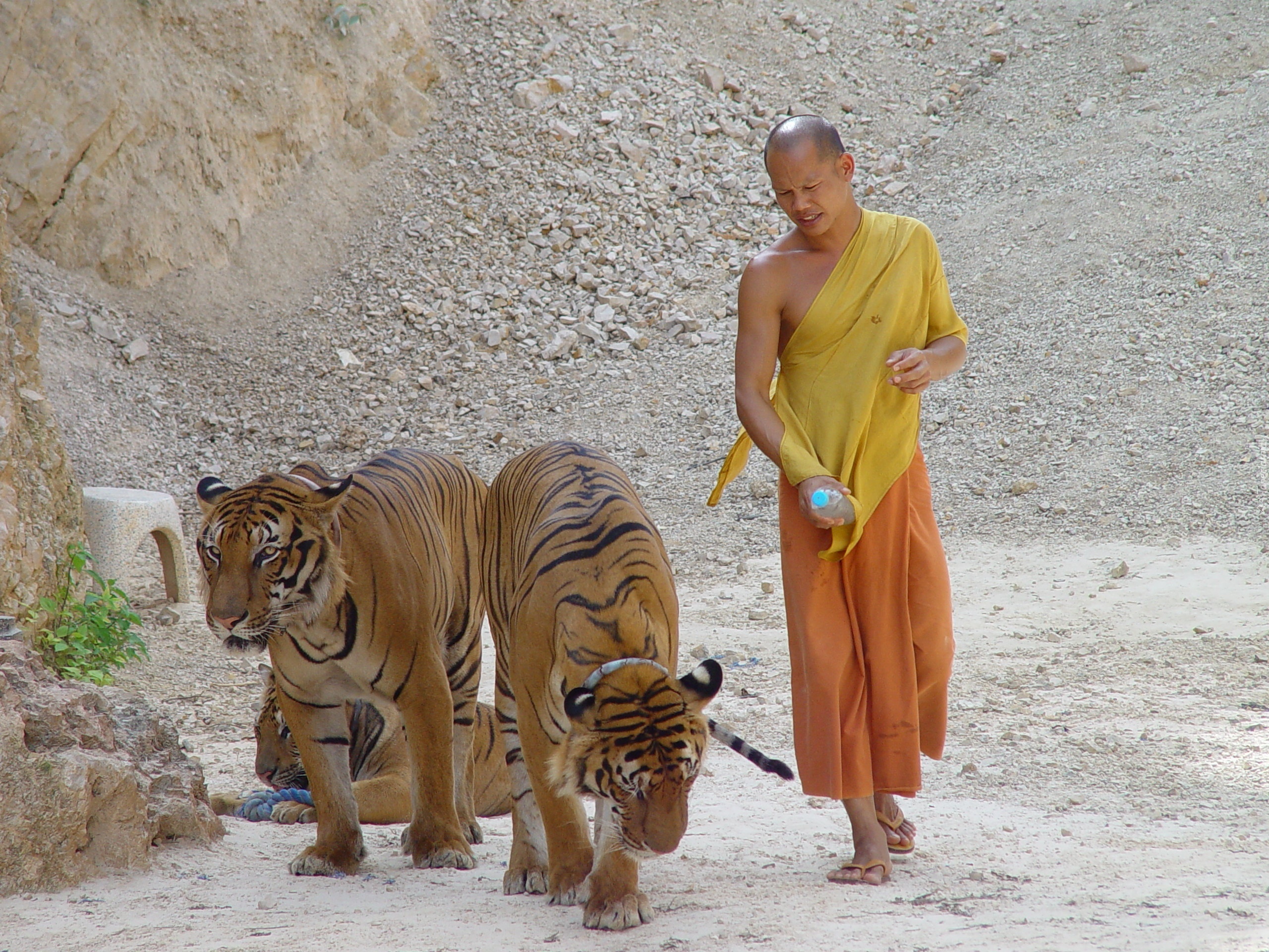 Tygrysy, Monk, Kamieniołom