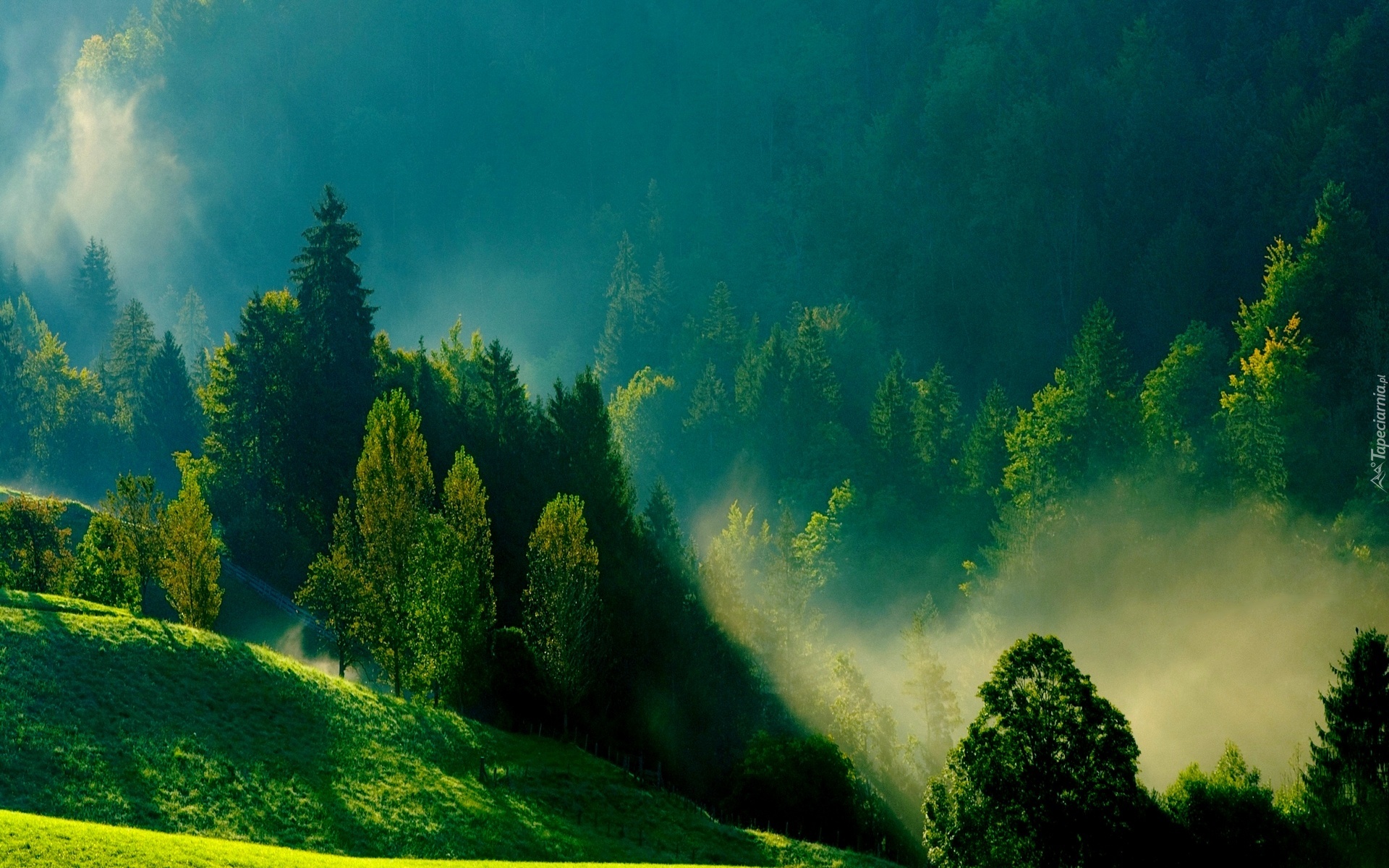 Poranna, Mgła, Zielone, Wzgórza