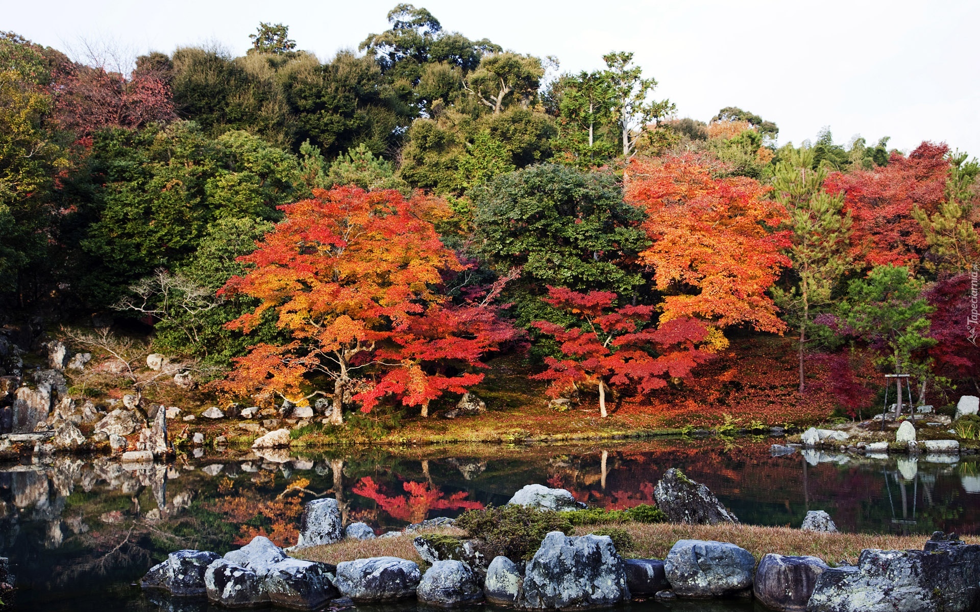 Japonia, Kyoto, Rzeka, Kolorowe, Drzewa