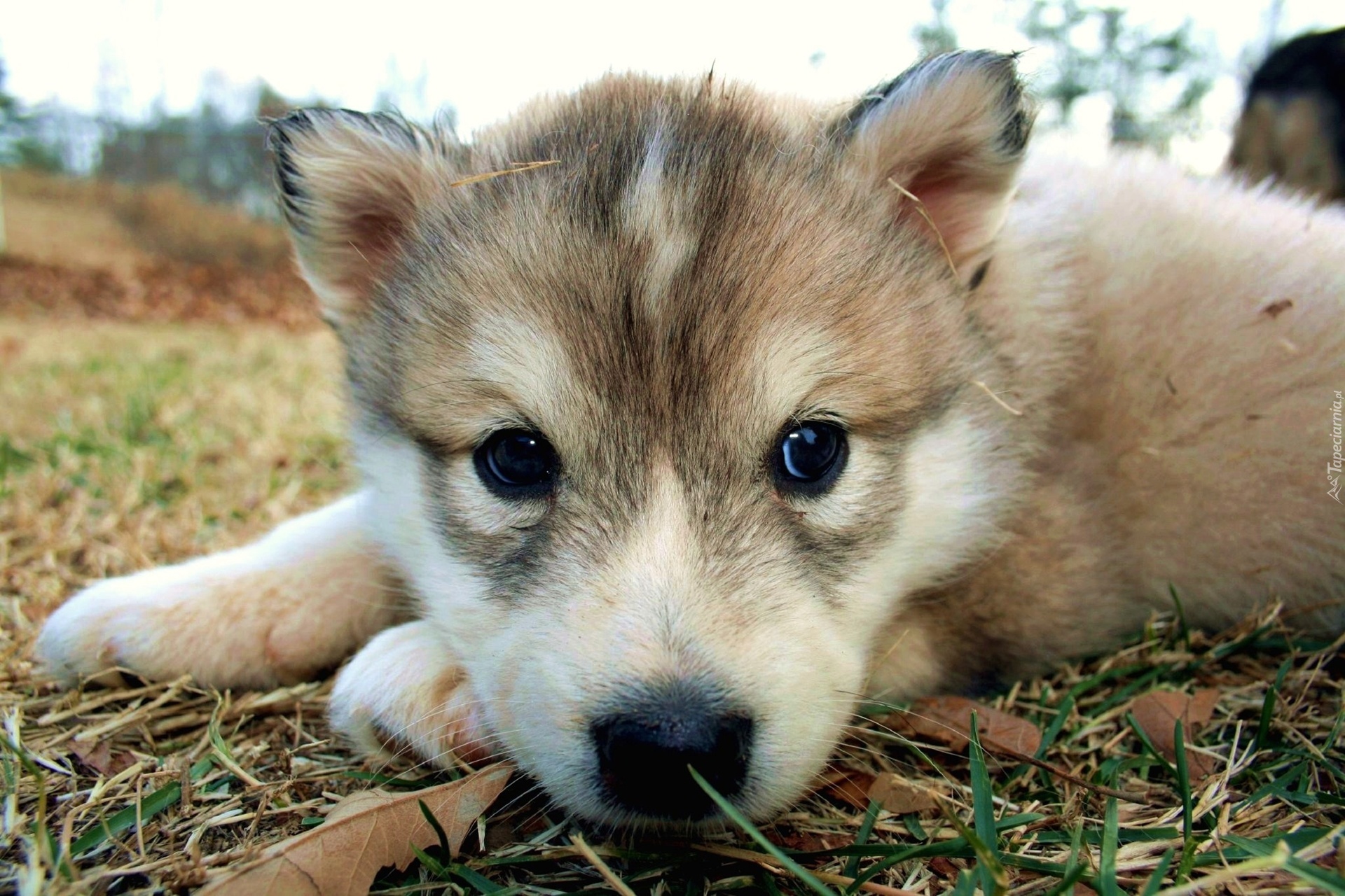 Szczeniak, Husky, Pyszczek, Trawa