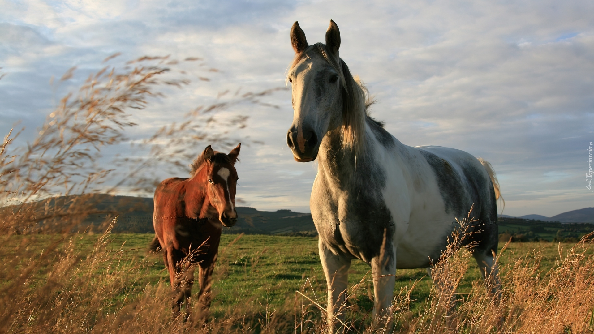 Konie, Łąka, Trawy