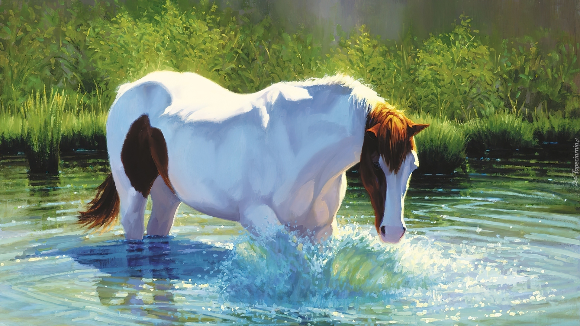 Koń, Woda, Kąpiel