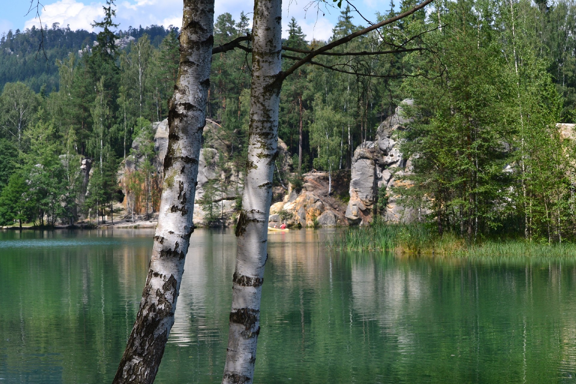 Jezioro, Ardspach, Czechy, Brzoza