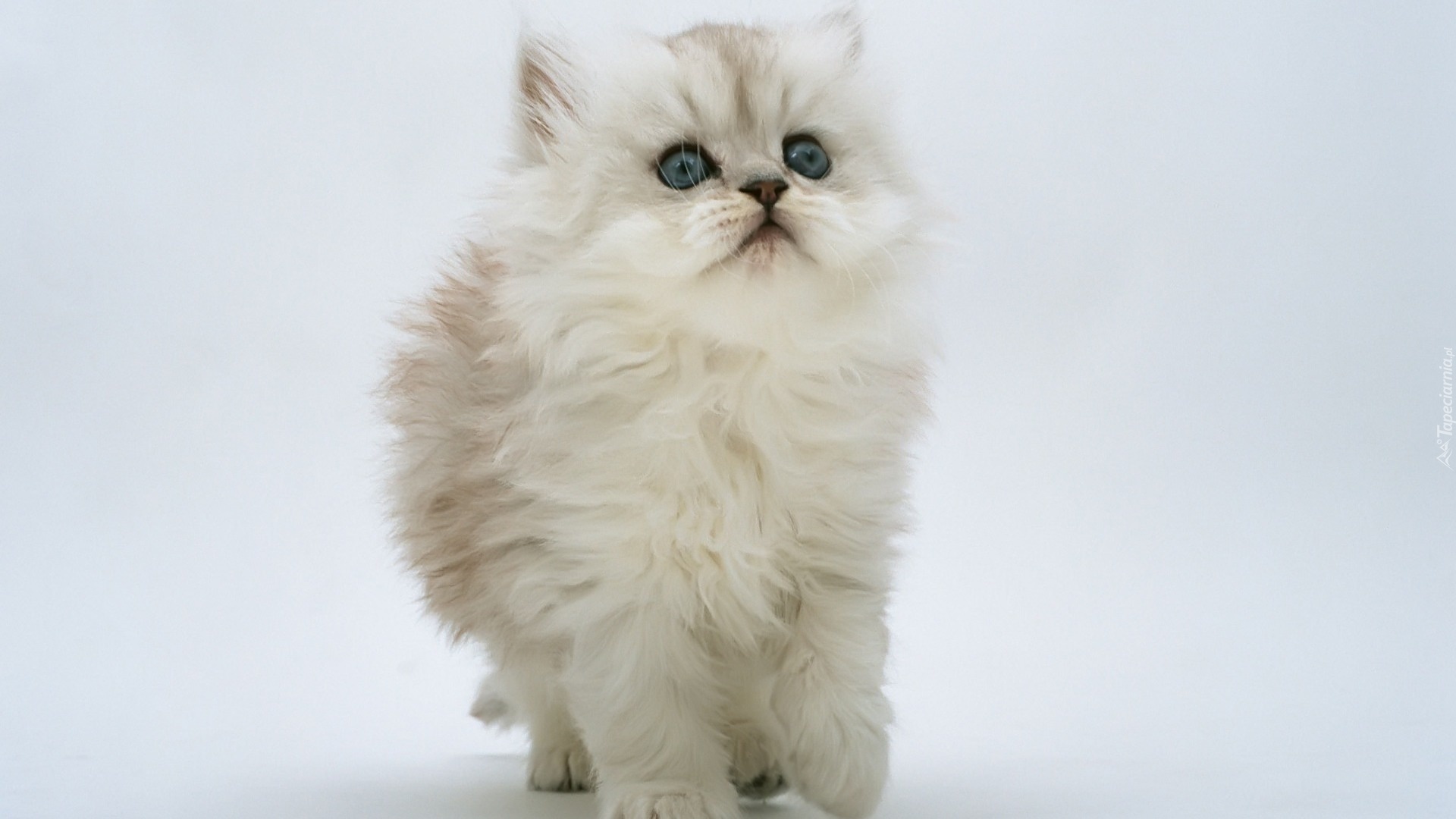 Puszysty, Biały, Kot Perski