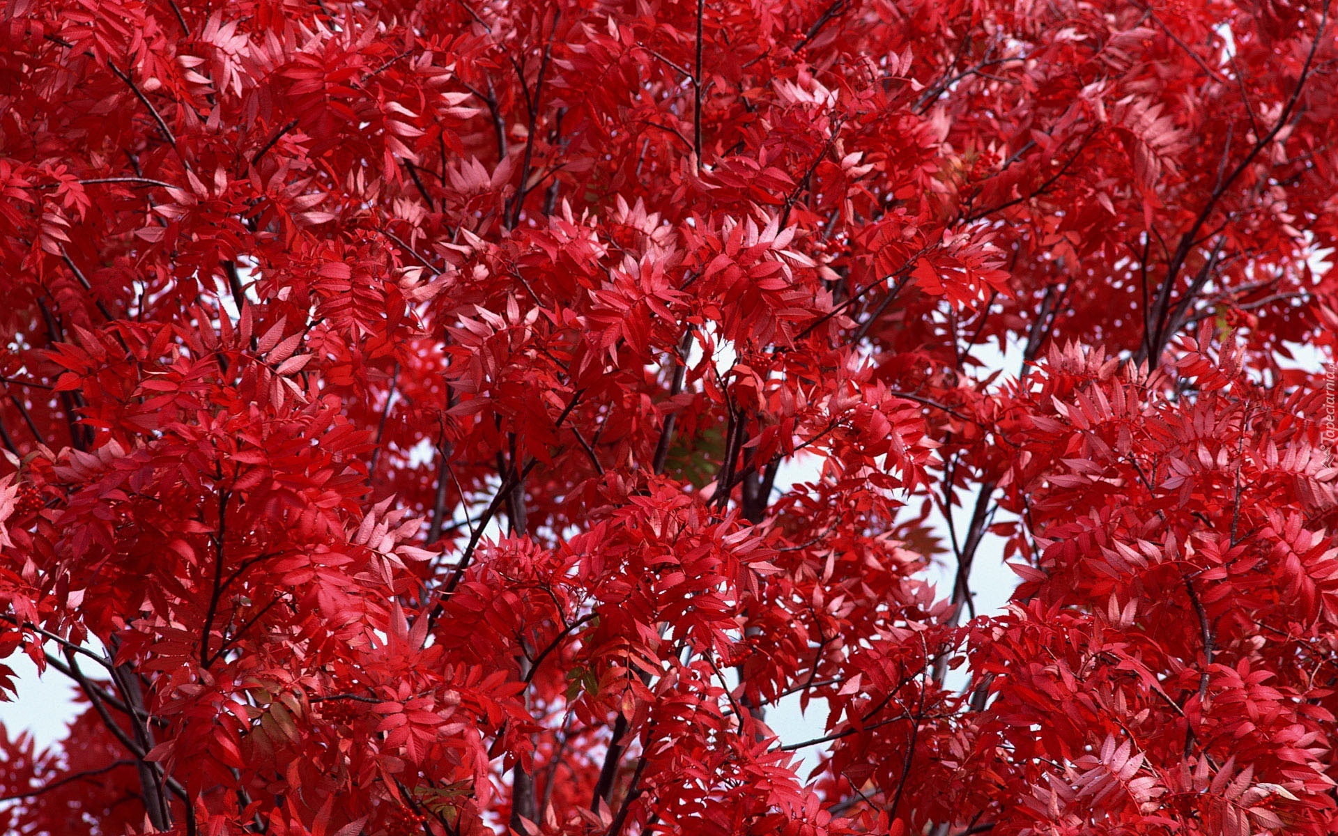 Drzewo, Czerwone, liście, Jesień
