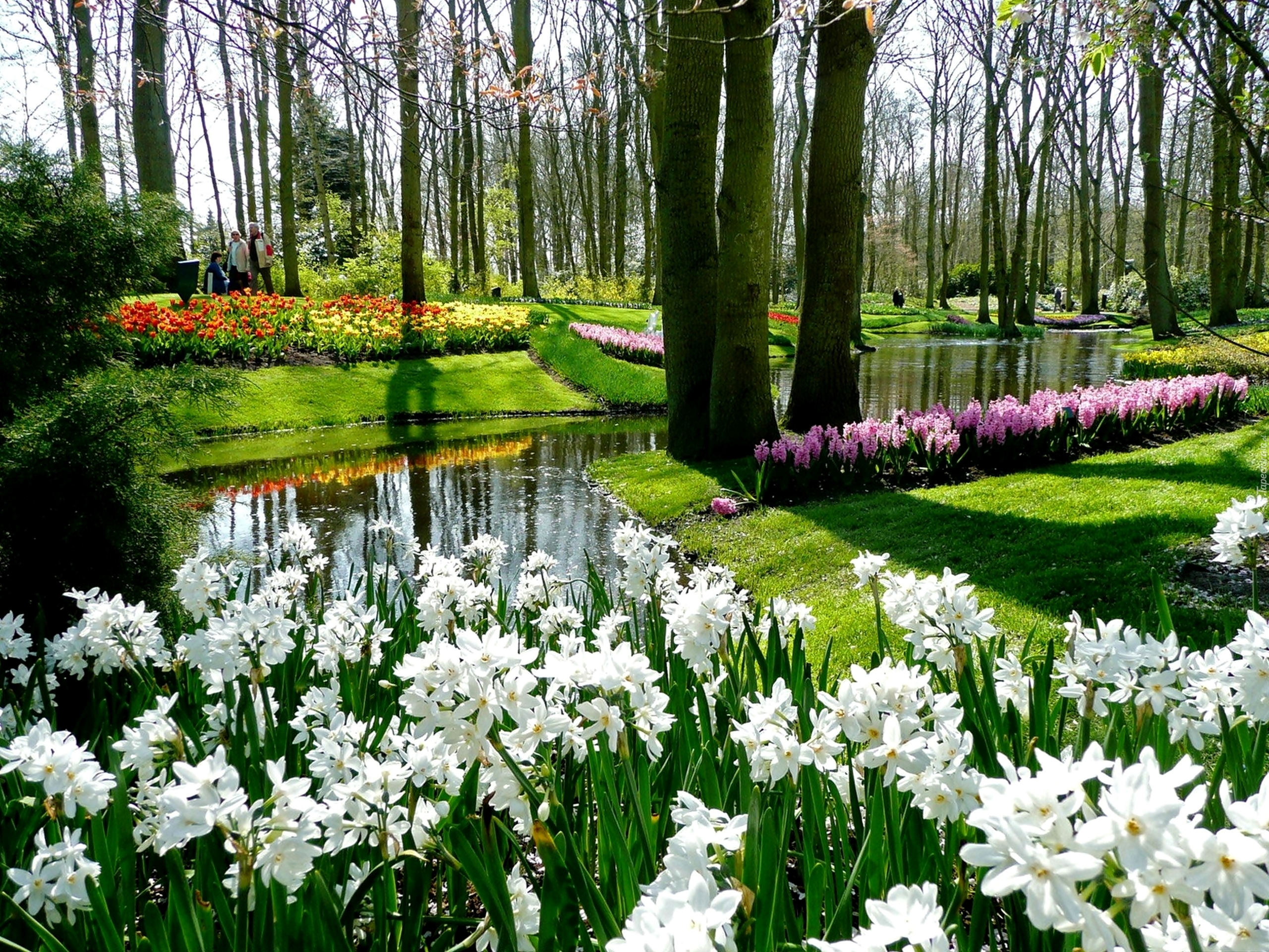 Фото весенних цветов в саду. Флавер Риверс. Весенний парк. Красивый парк. Весенние цветы в саду.