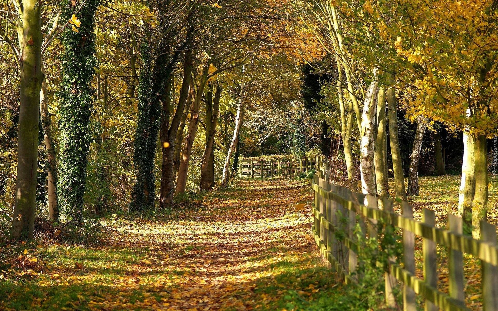 Leśna, Dróżka, Ogrodzenie, Jesień