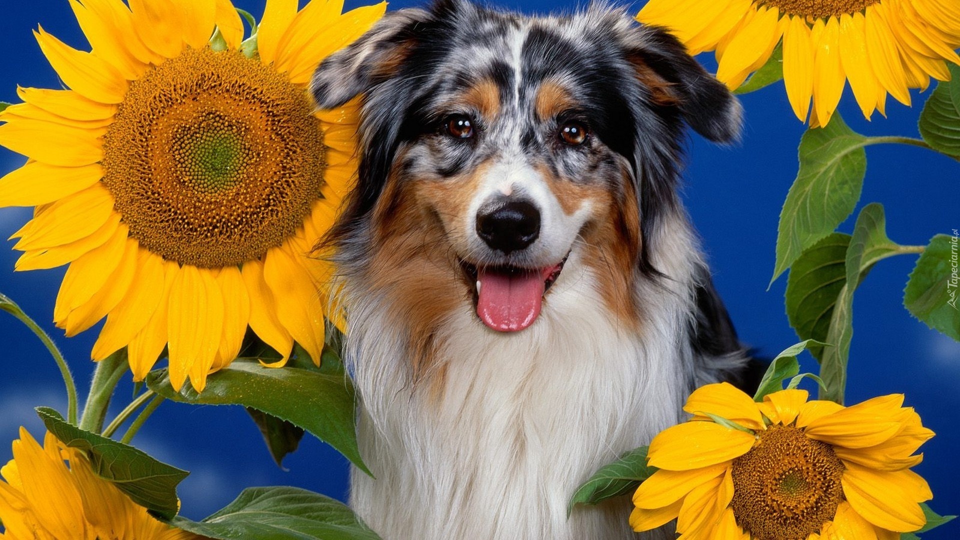 Słoneczniki,  Owczarek australijski, Australian shepherd