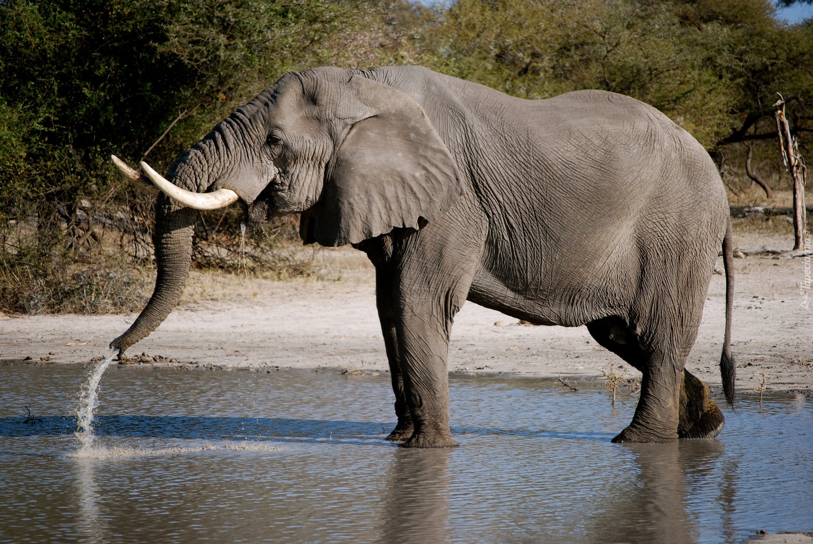 Внешний вид слонов. Слон. Слон пьет воду хоботом. Африканский слон. Хобот индийского слона.
