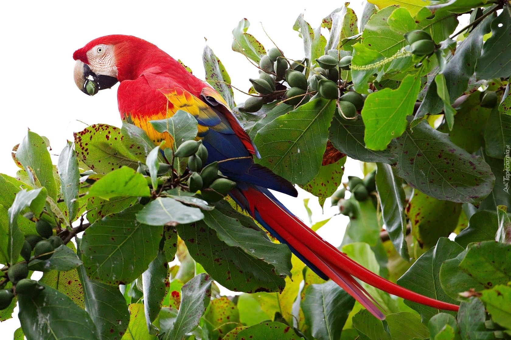 Kolorowa, Papuga, Ara, Drzewo