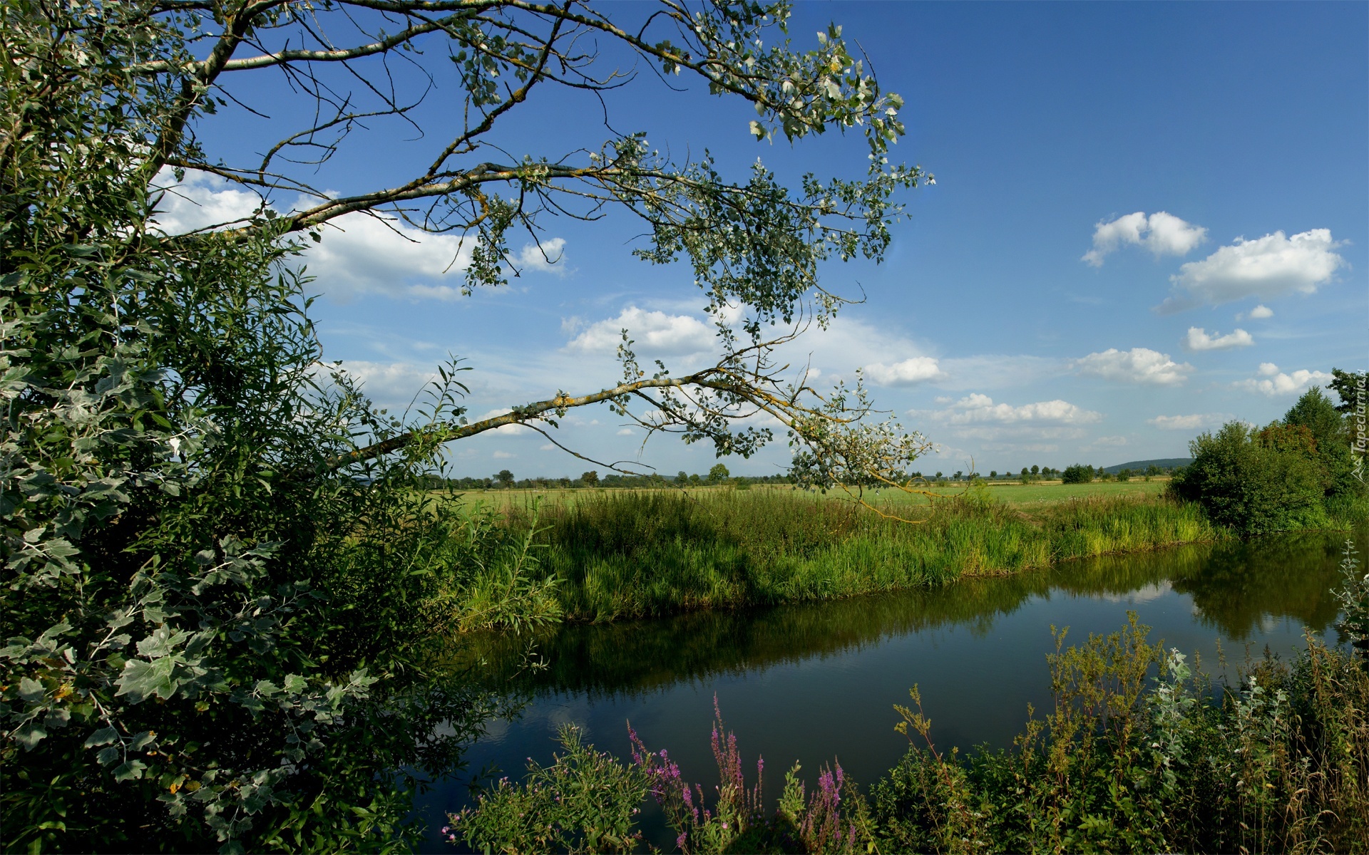 Rzeka, Drzewa, Trawy, Niebo