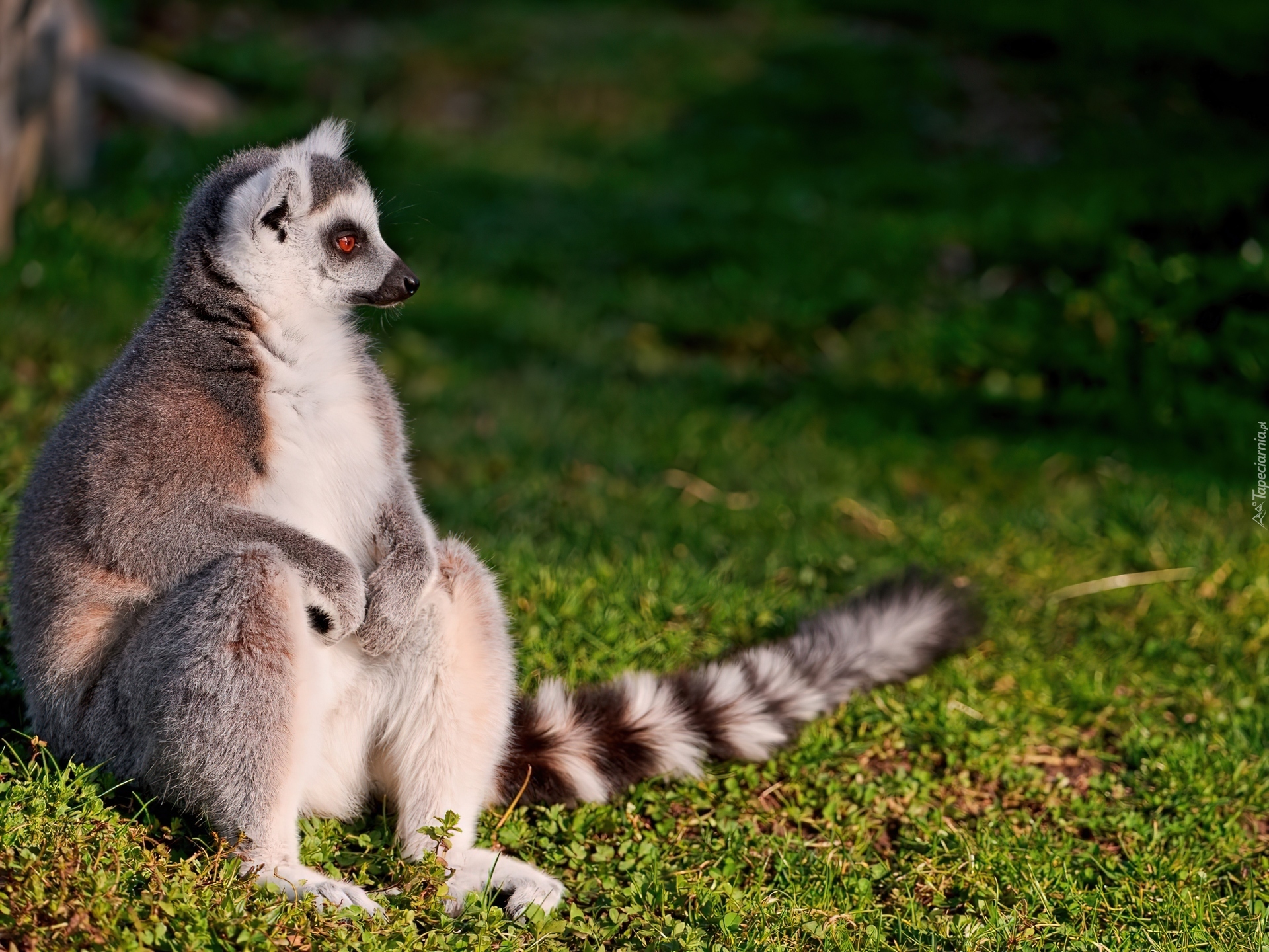 Lemur, Trawa