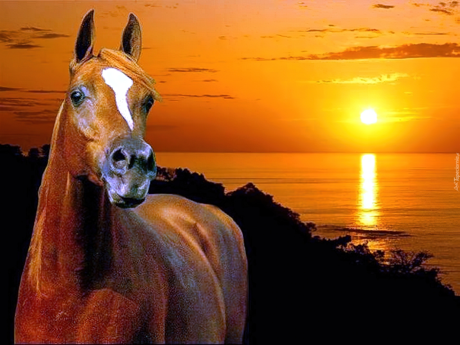 Piękny, Koń, Morze, Zachód, Słońca