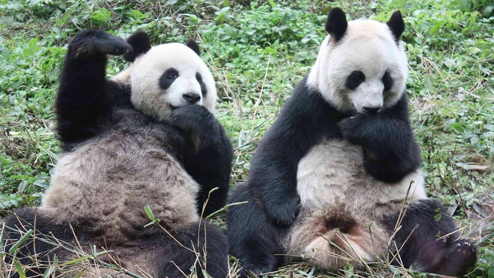 Misie, Panda, Posiłek