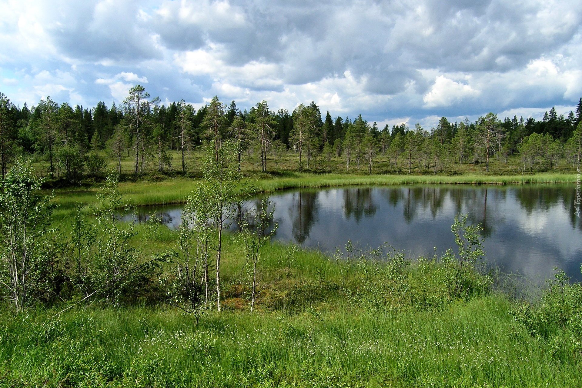 Jezioro, Łąka, Las