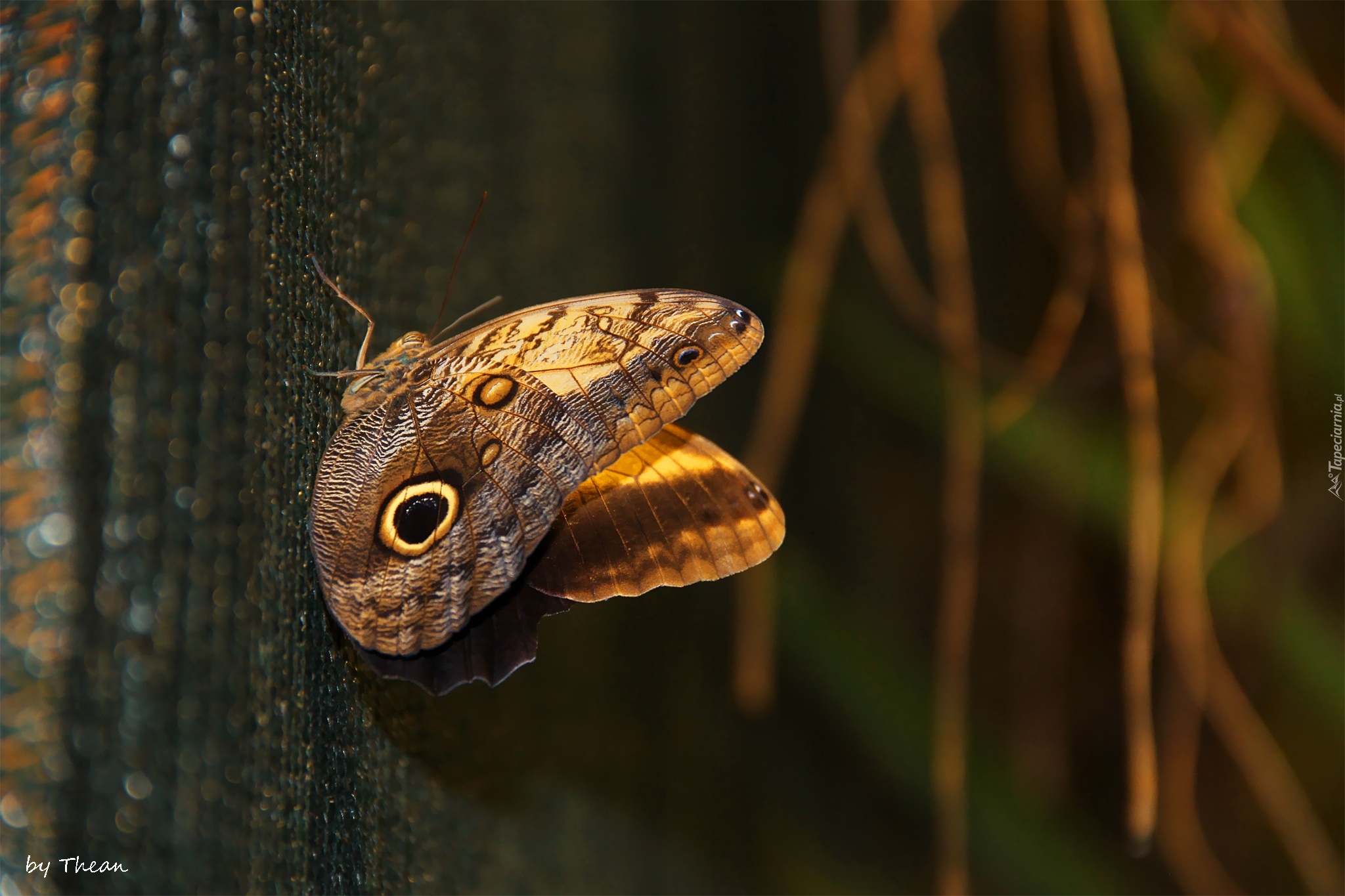 Motyl, Skrzydła