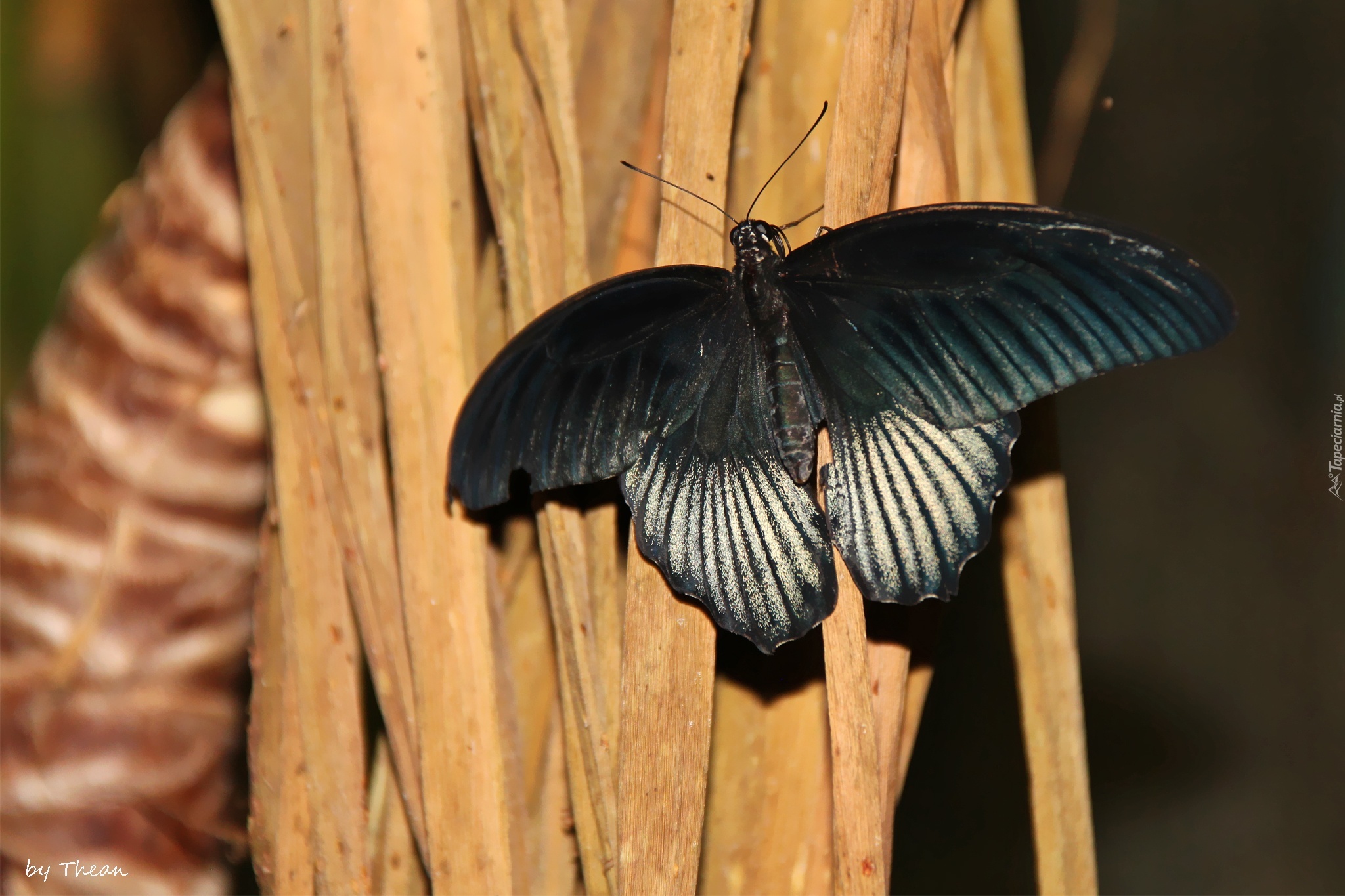 Czarny, Motyl, Skrzydła