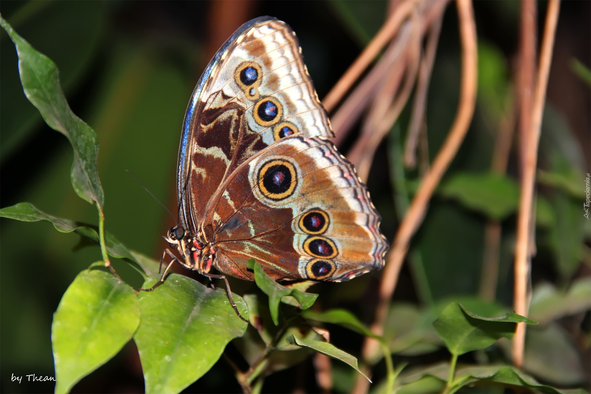 Motyl, Skrzydła