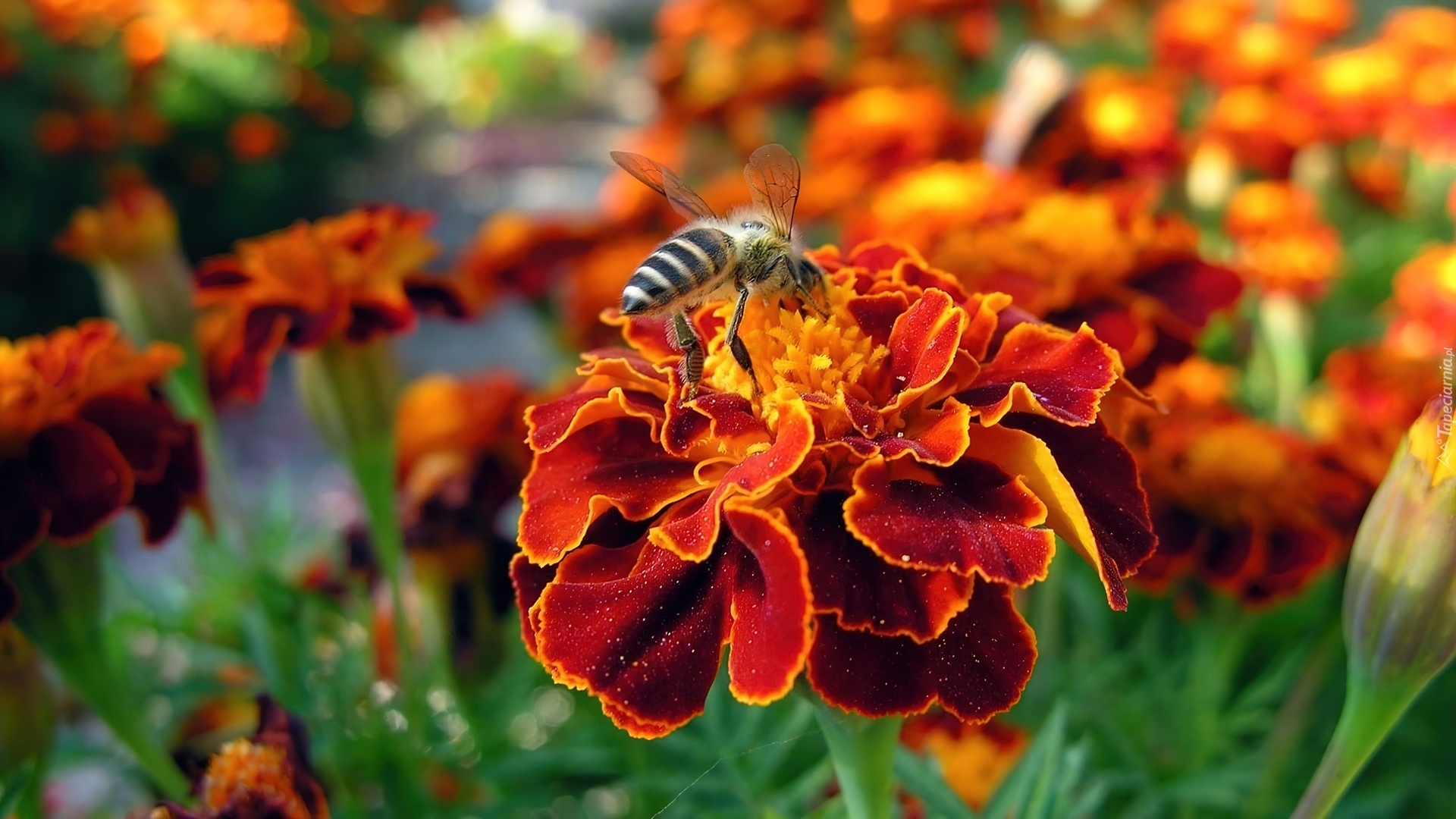 Aksamitki, Pszczoła
