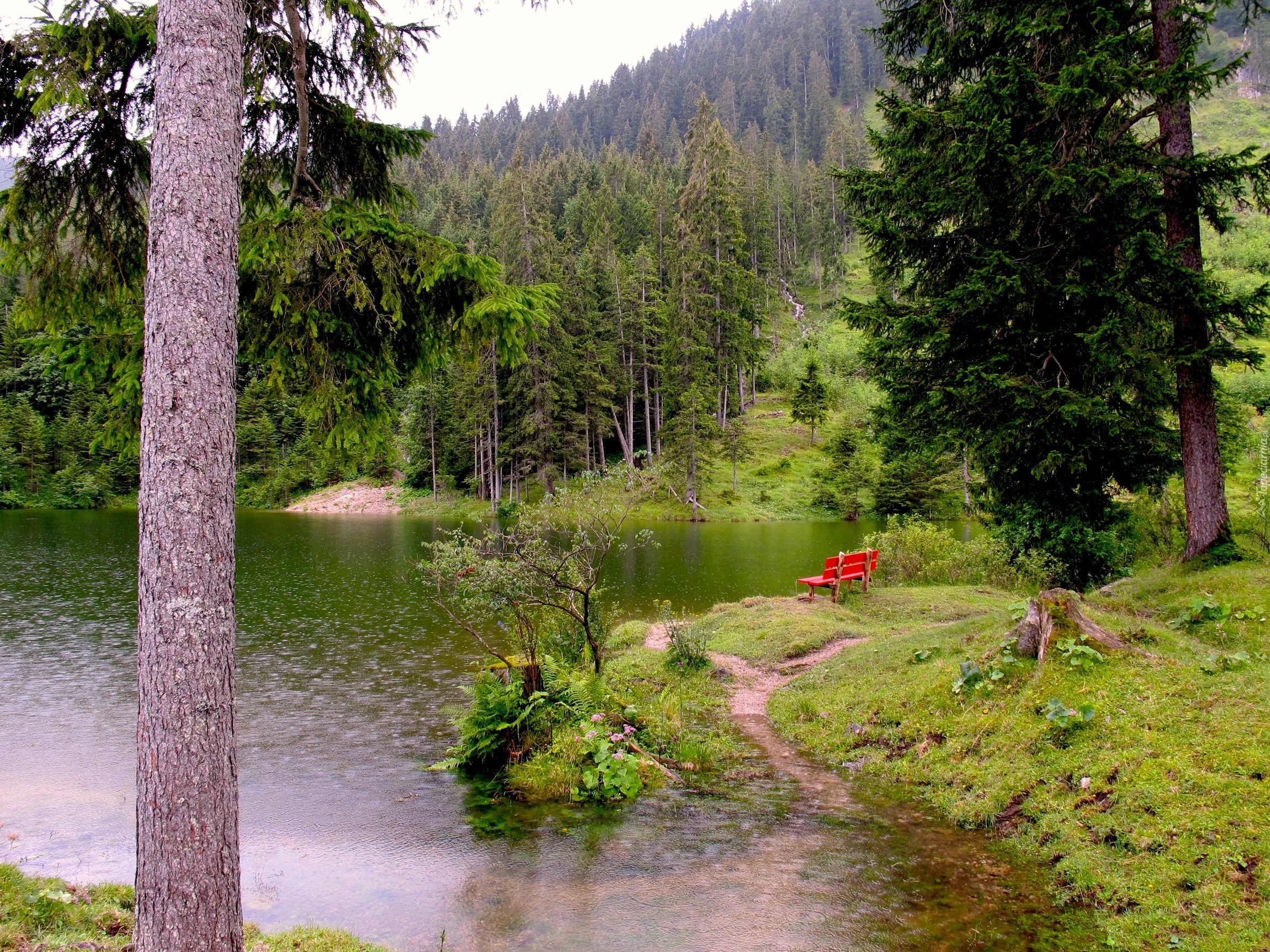 Jezioro, Las, Świerki, Ławeczka