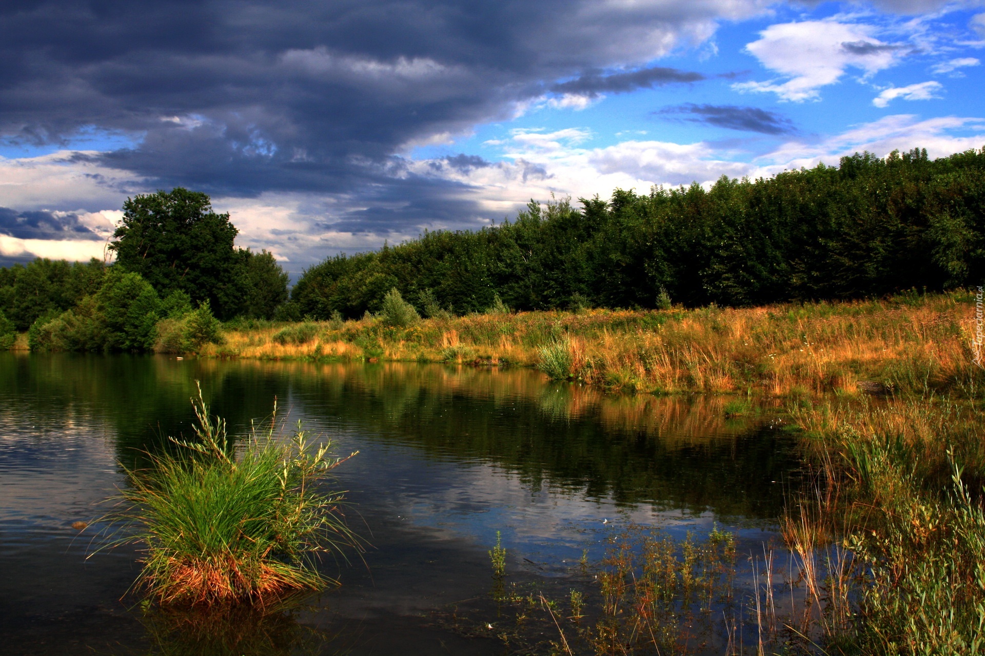 Jezioro, Szuwary, Zarośla, Drzewa