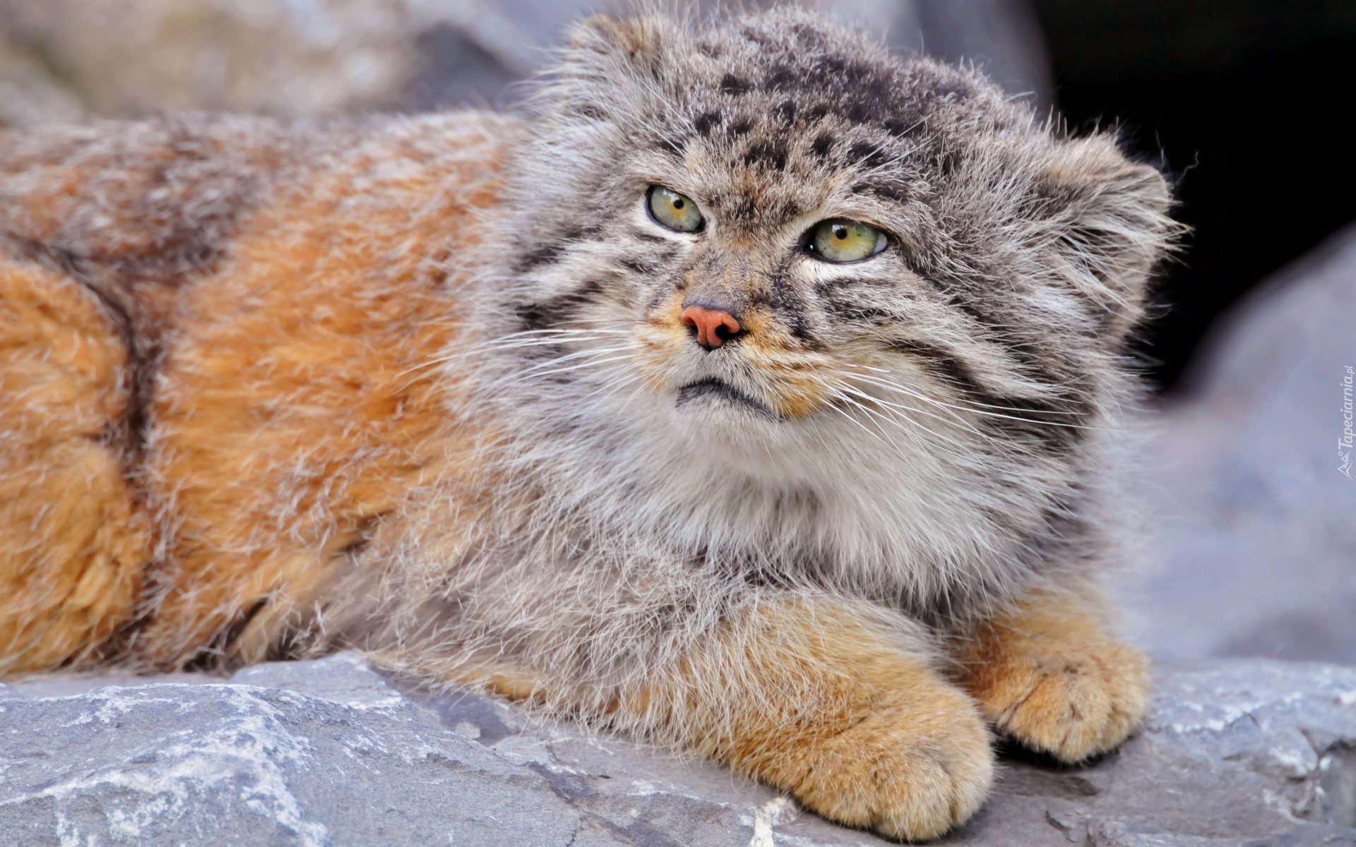 Leżący, Manul, Skała