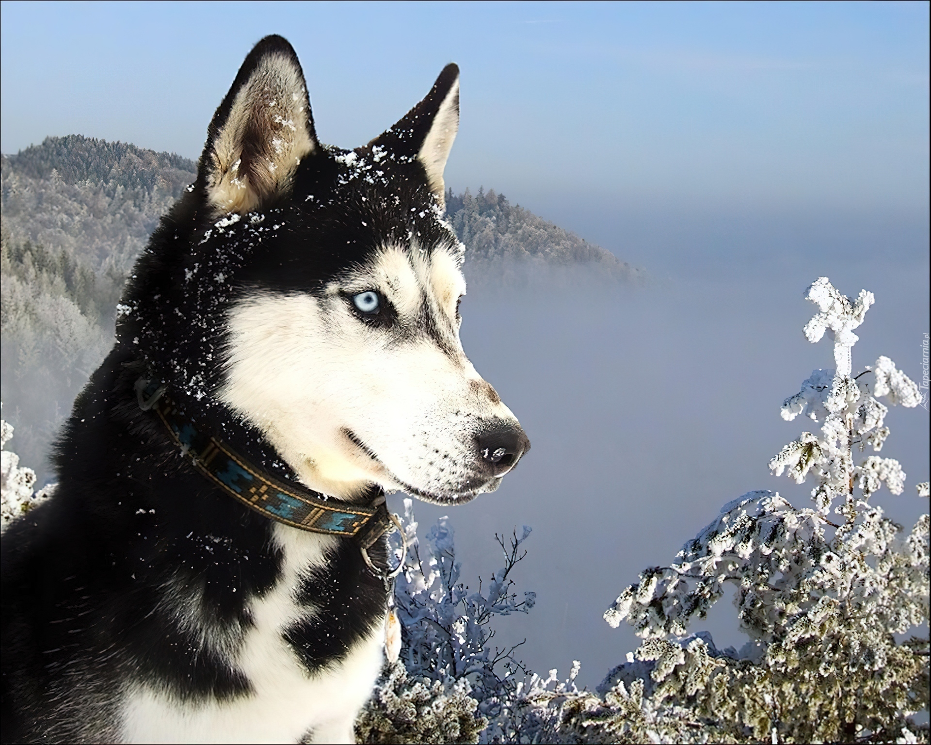 Siberian, Husky, Śnieg, Góry