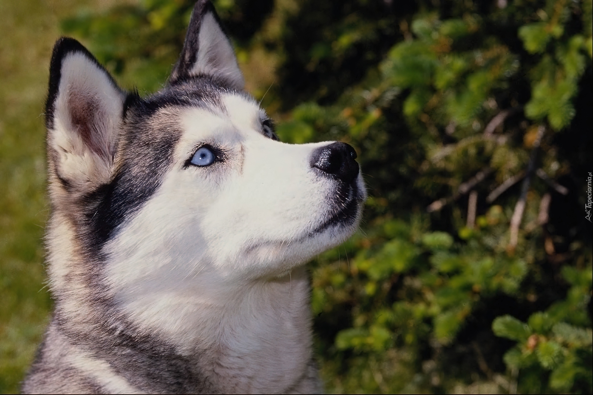 Siberian, Husky, Niebieskie, Oczy