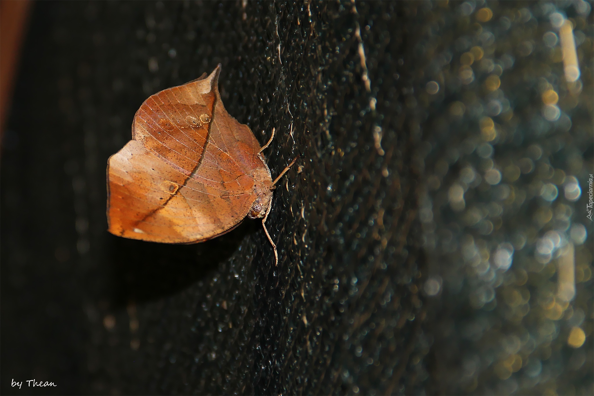 Motyl, Liść