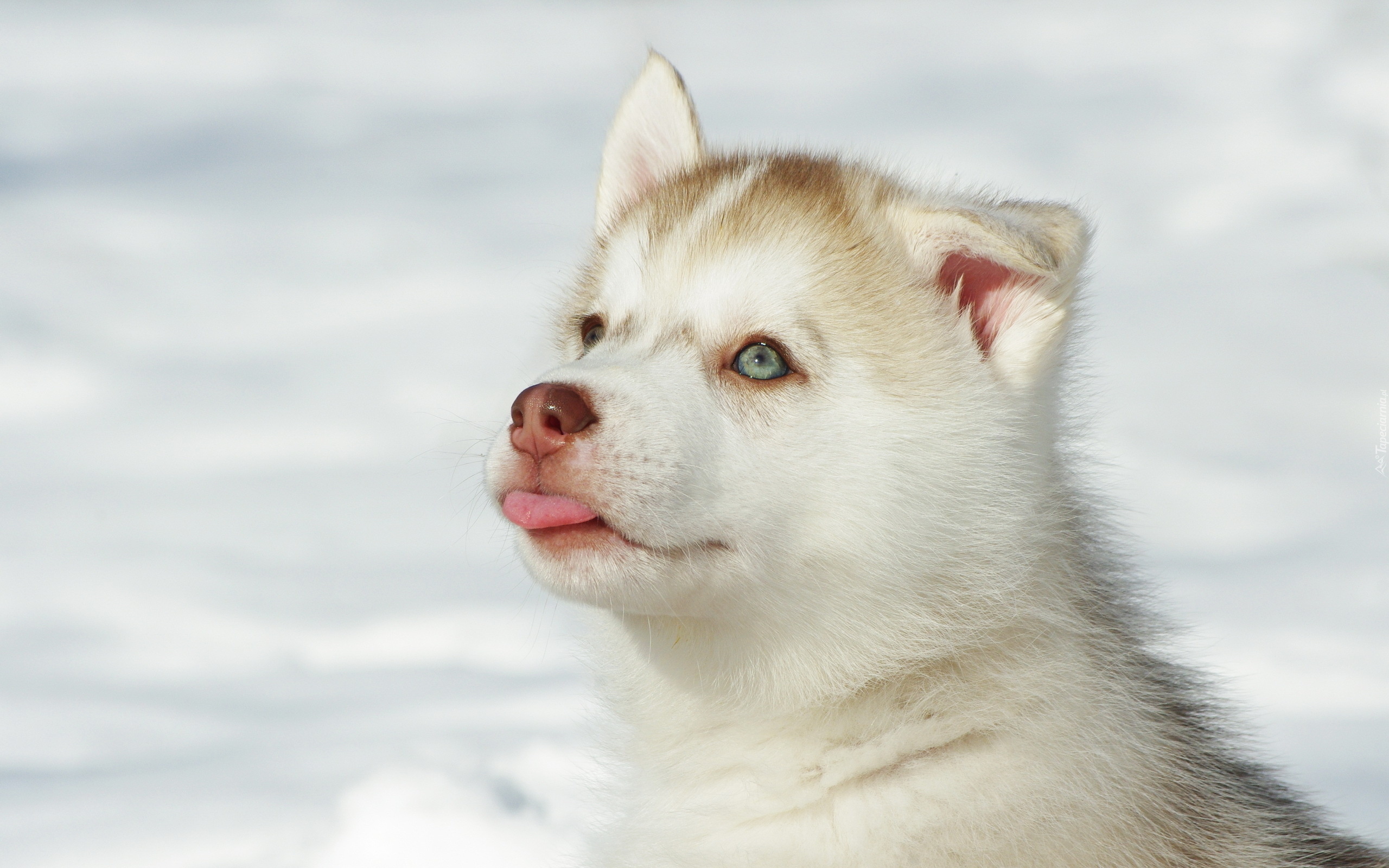 Husky, Szczeniak, Języczek, Śnieg